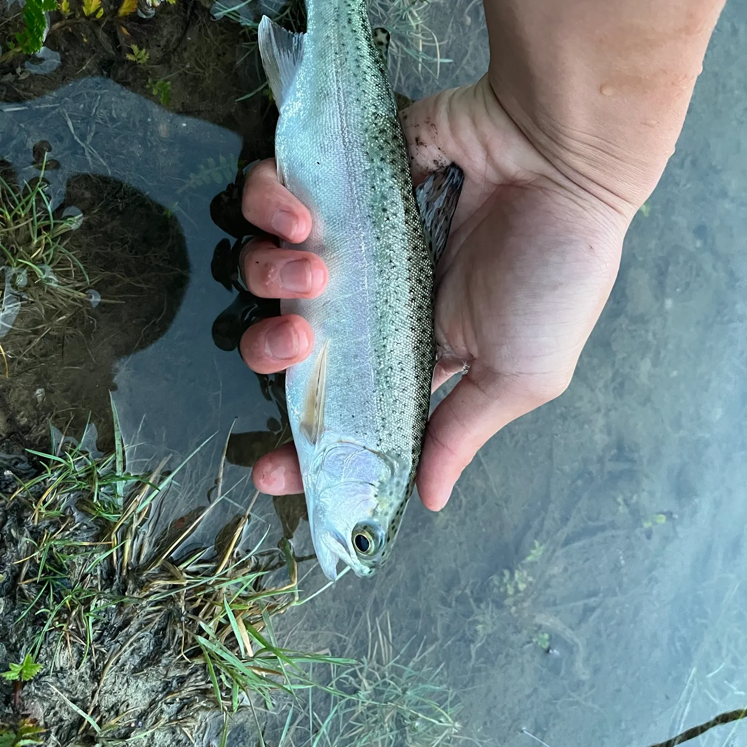 Rainbow trout caught on Fishbrain