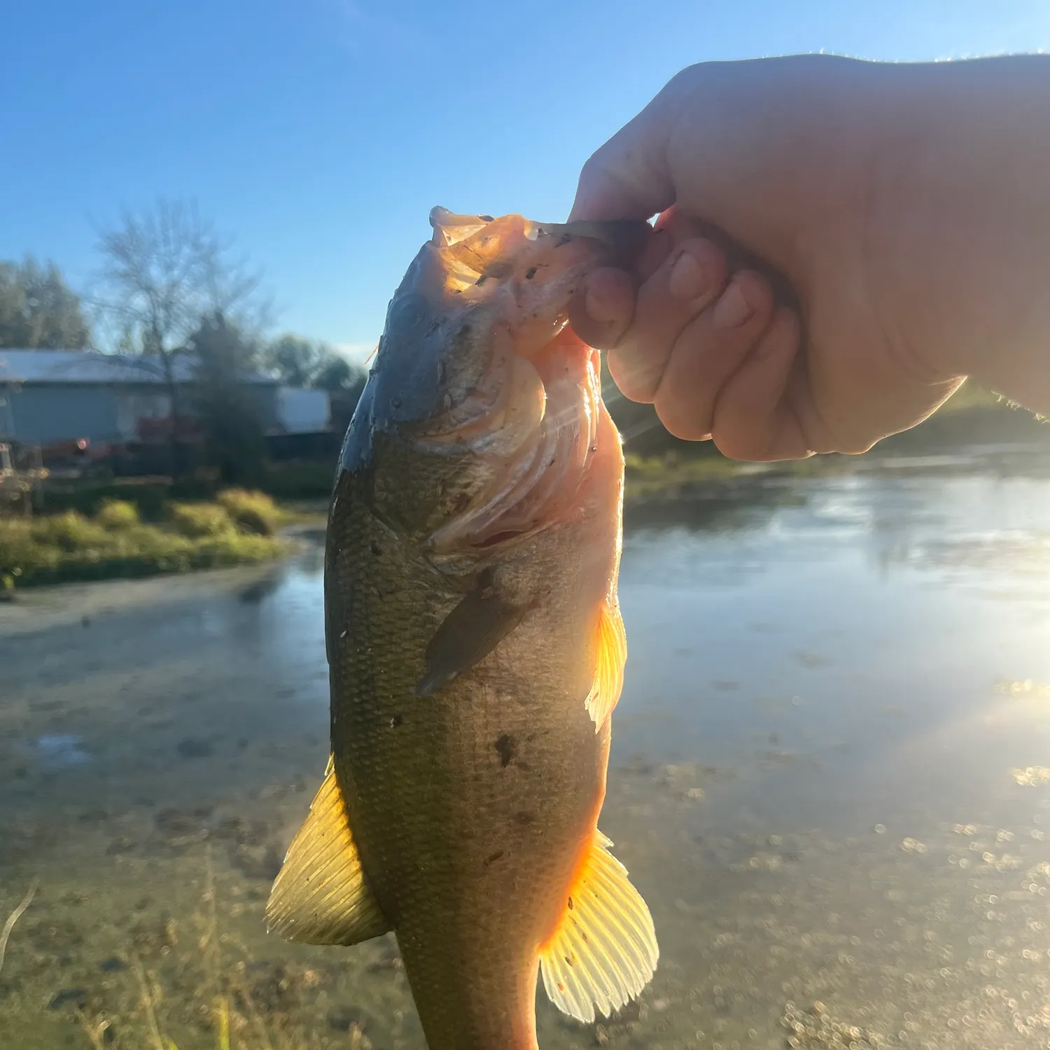 Largemouth bass caught on Fishbrain