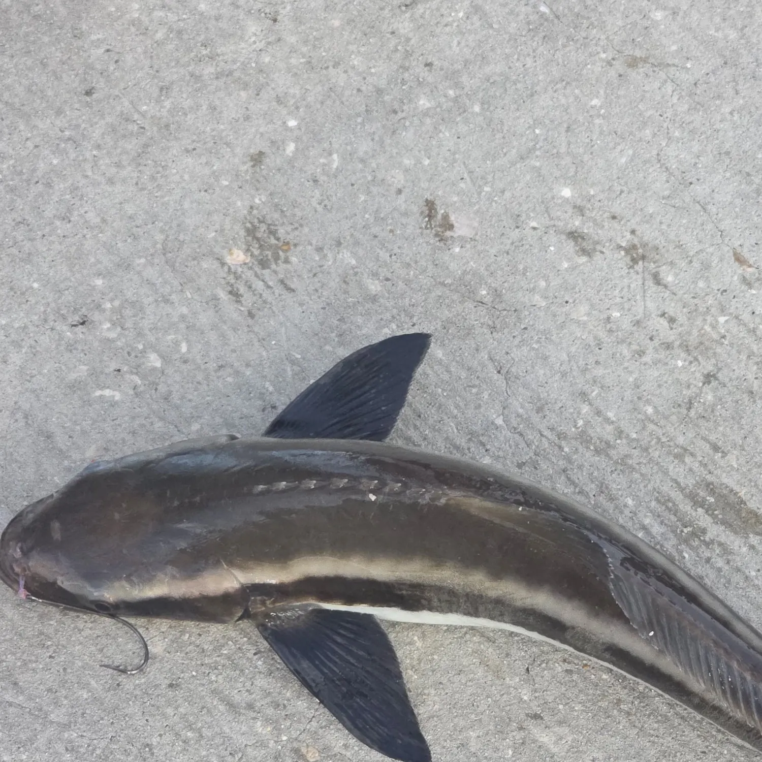 The most recent Grey reef shark catches on Fishbrain