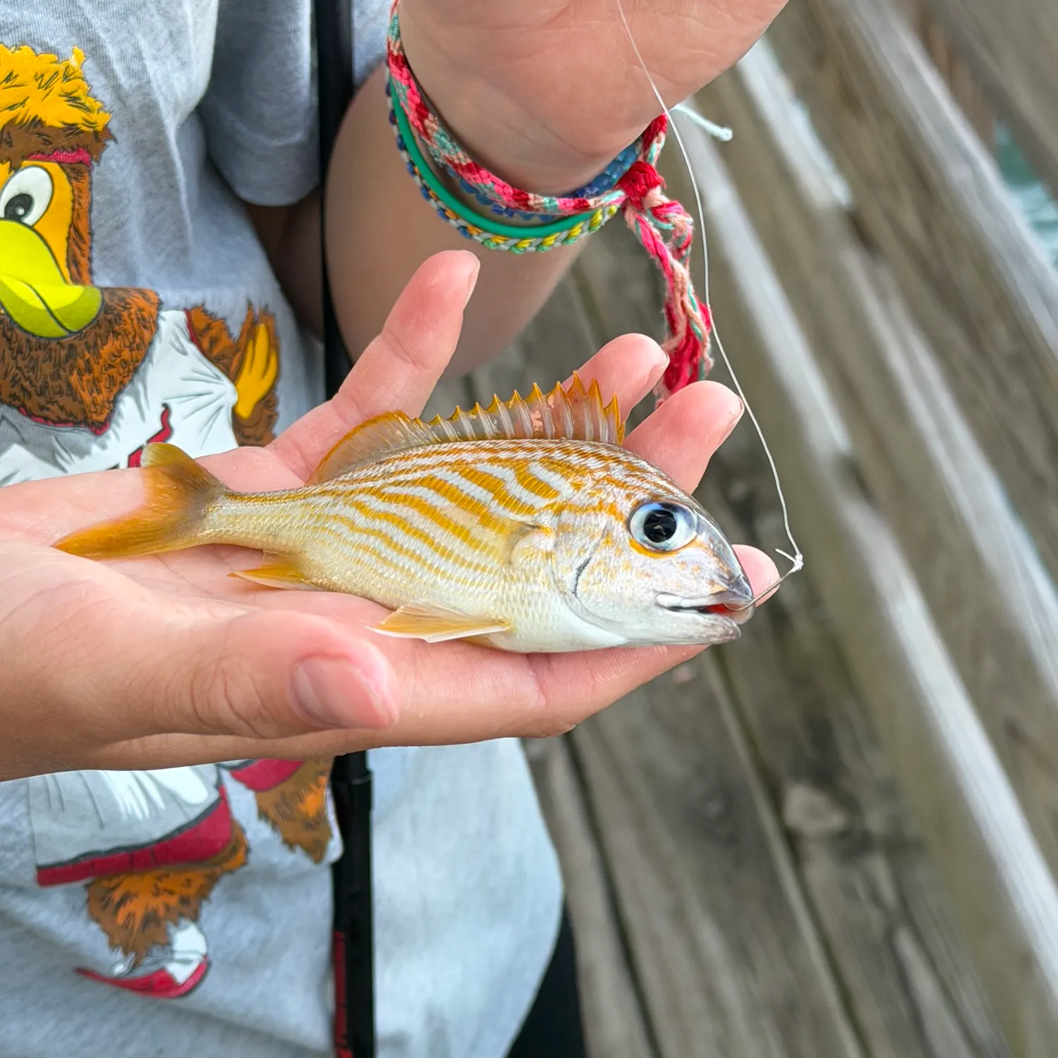 The most recent French grunt catches on Fishbrain