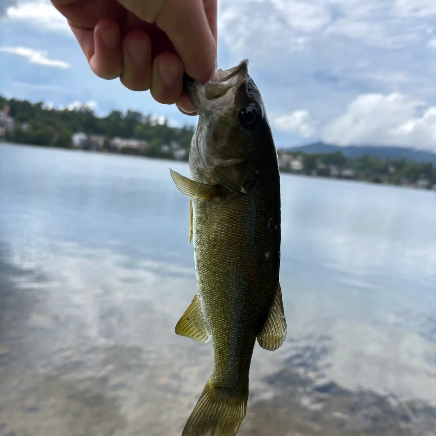 Smallmouth bass caught on Fishbrain