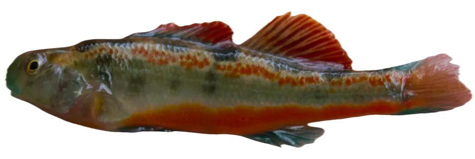 Tennessee snubnose darter