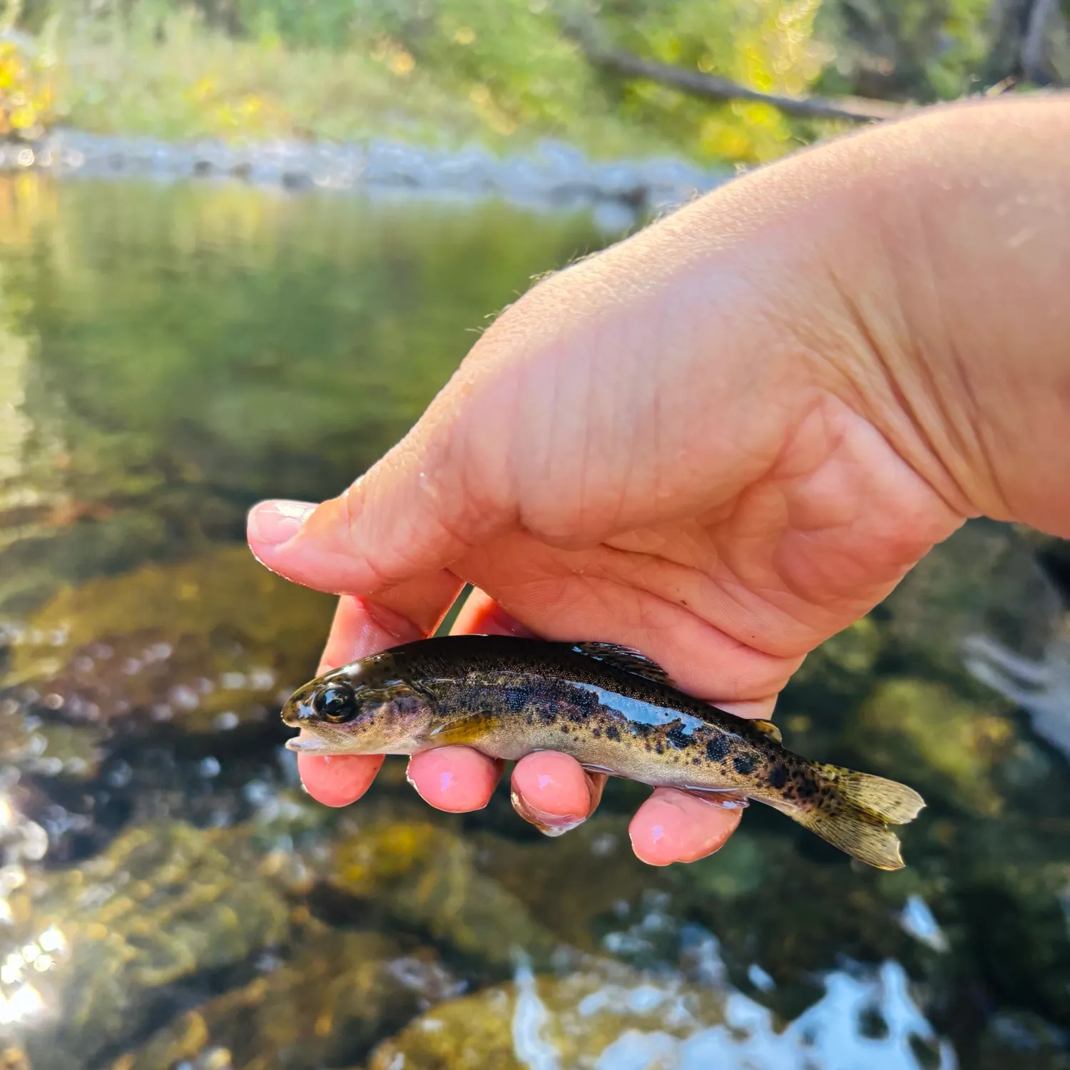 Rainbow trout caught on Fishbrain