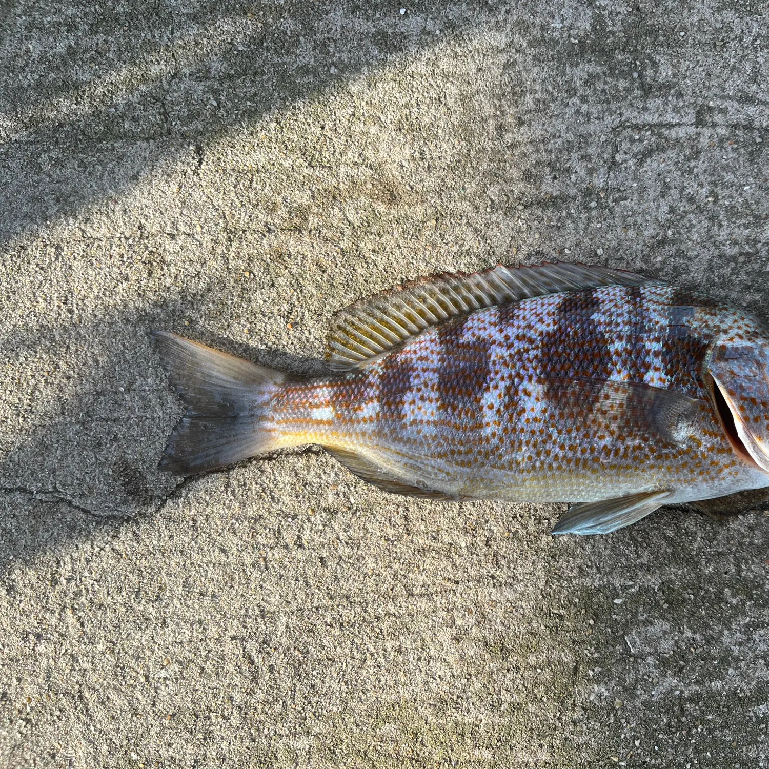 The most recent White steenbras catches on Fishbrain