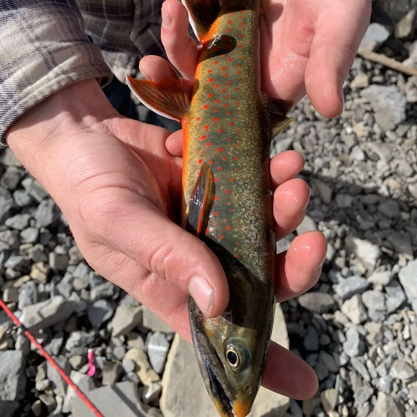 The most recent Dolly varden catches on Fishbrain