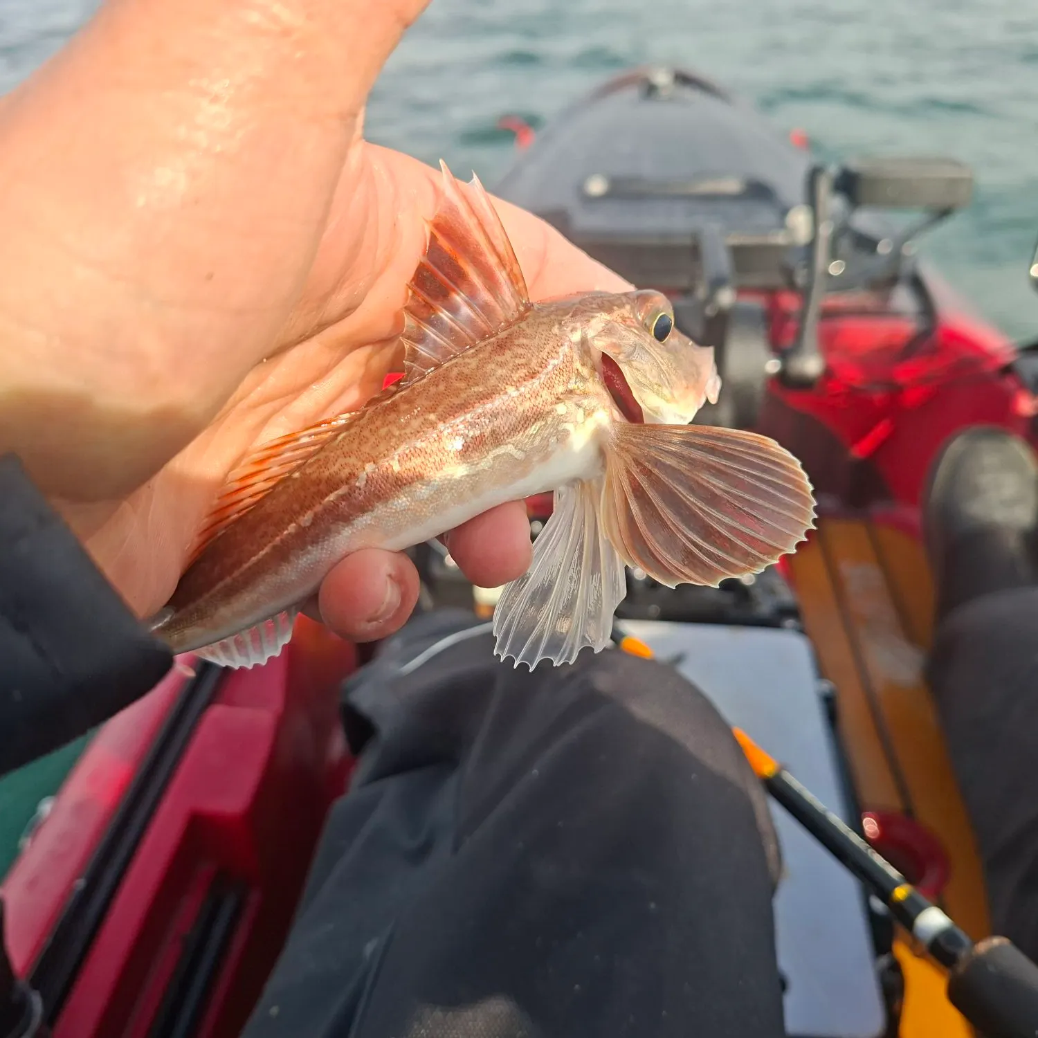 The most recent Red gurnard catches on Fishbrain