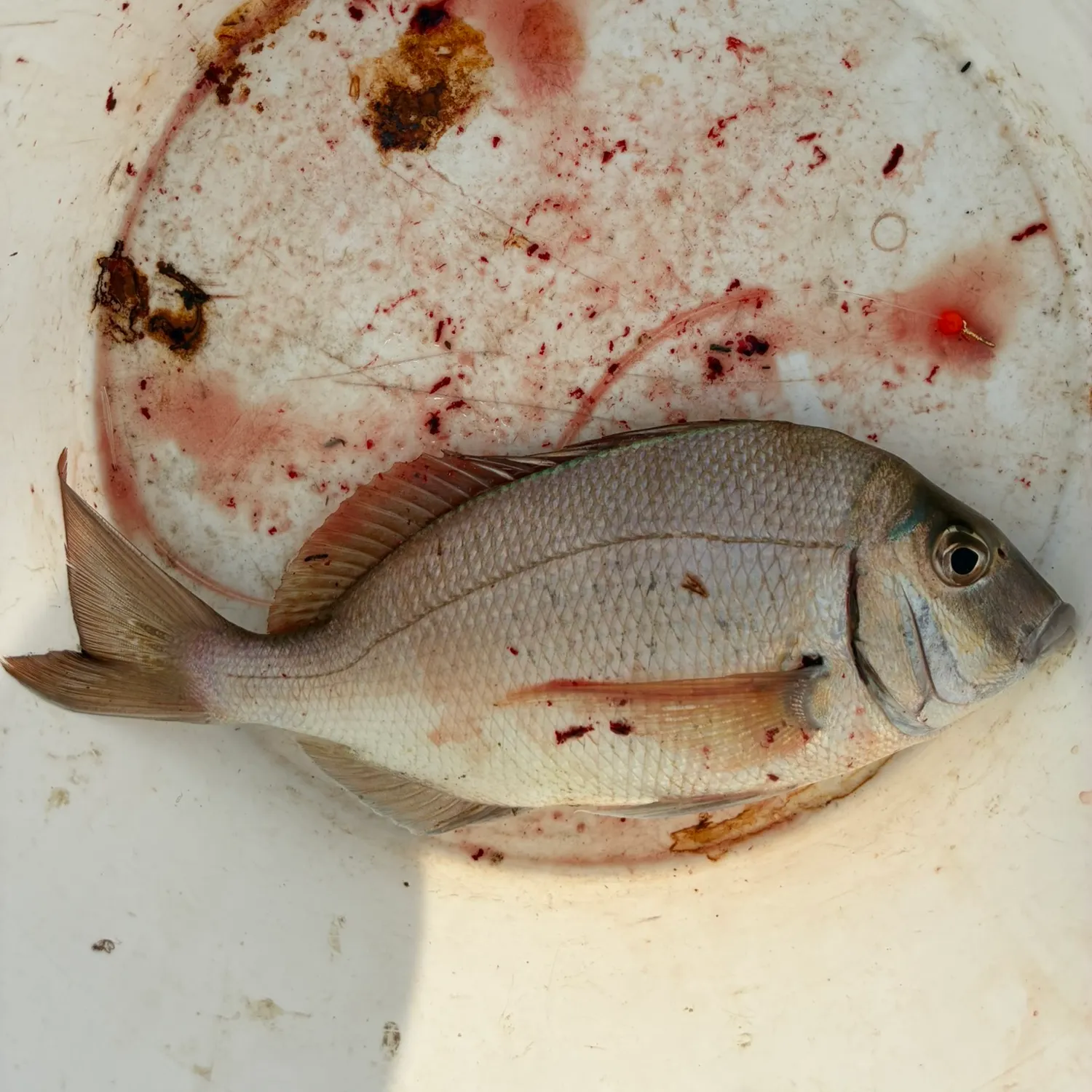 Scup caught on Fishbrain