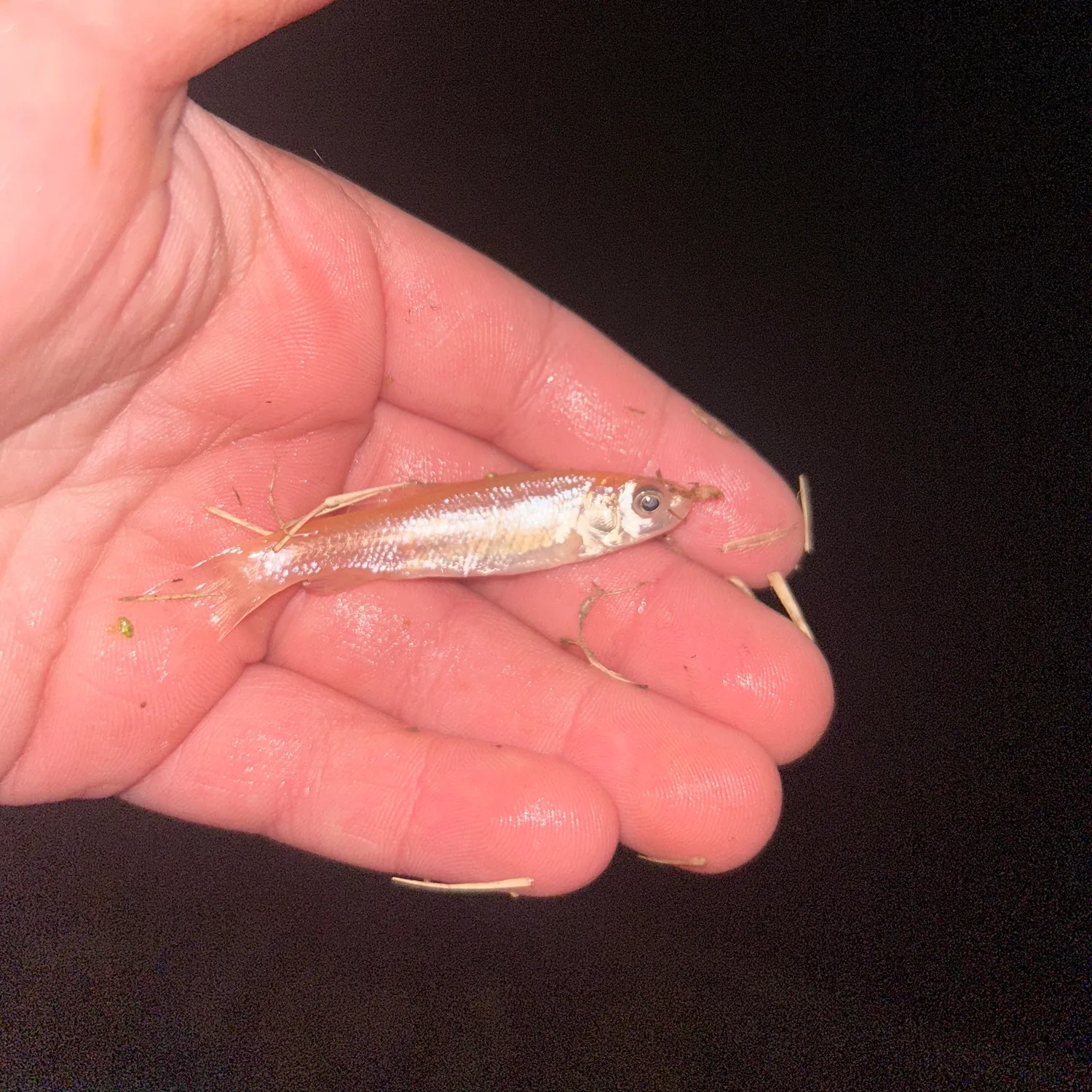 The most recent Fathead minnow catches on Fishbrain