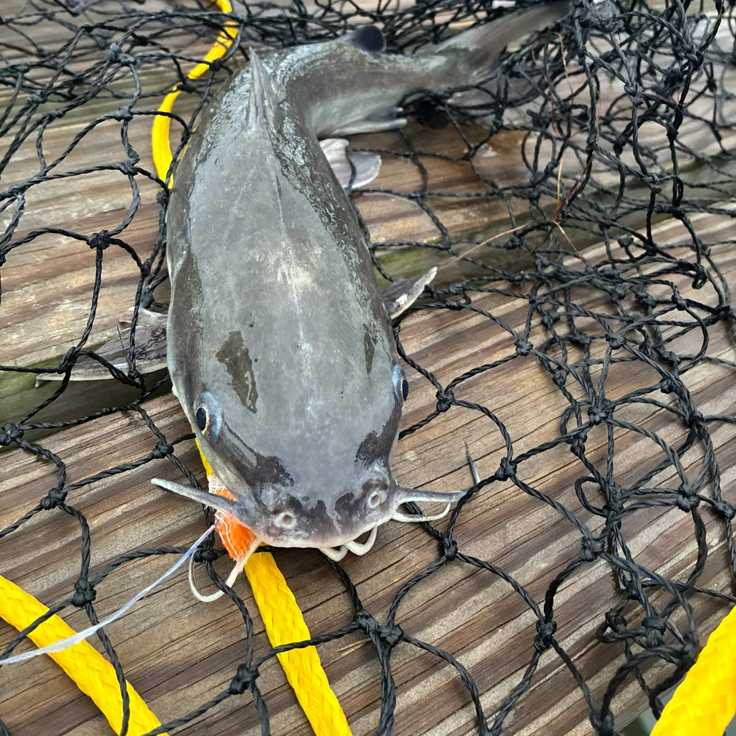 The most recent Sailfin catfish catches on Fishbrain
