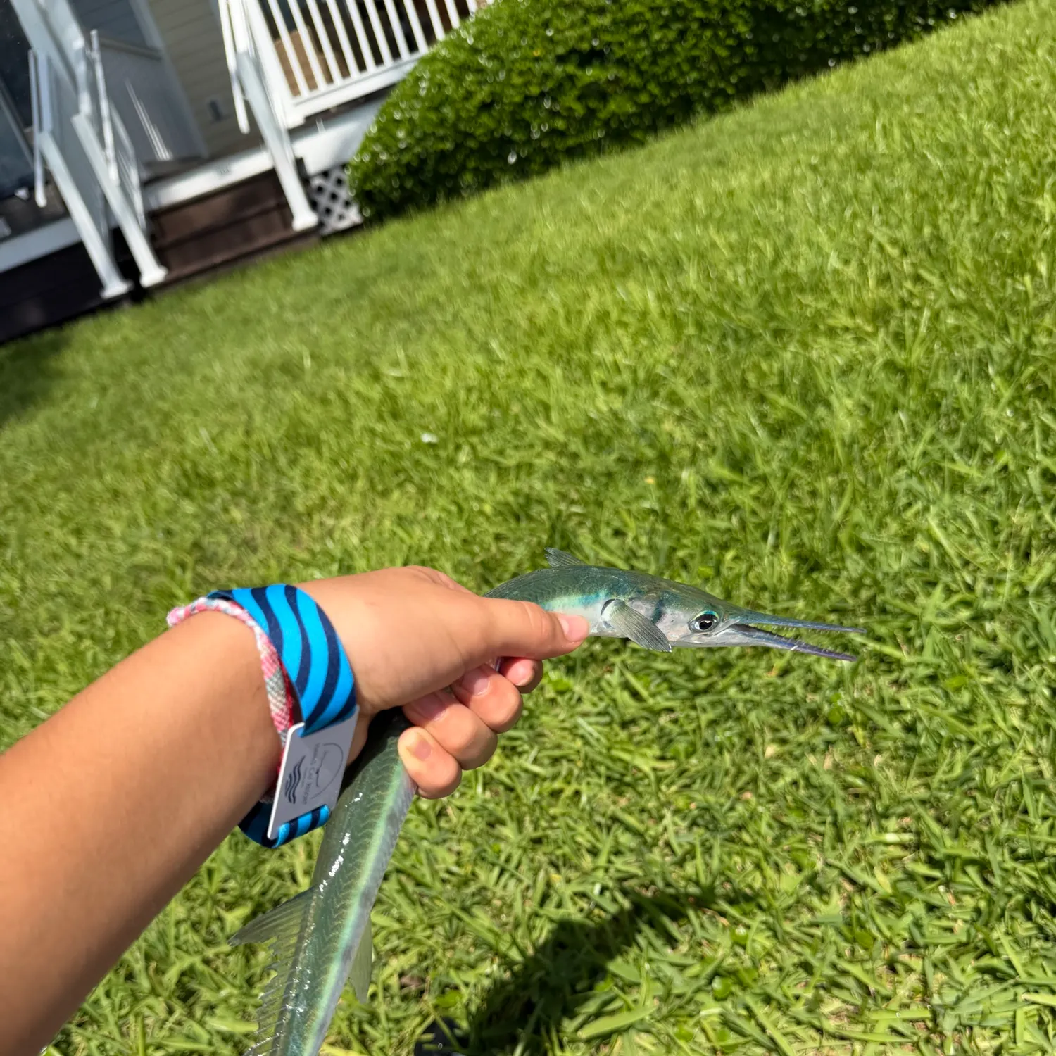 Fish caught on Fishbrain
