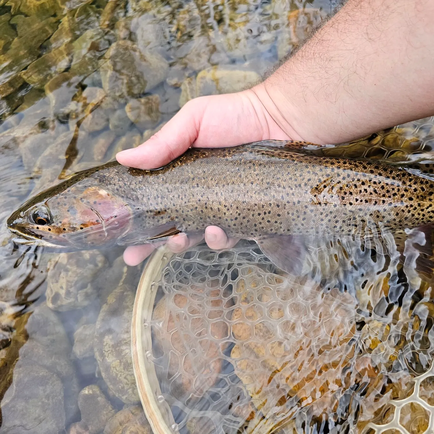 The most recent Bonneville cutthroat trout catches on Fishbrain