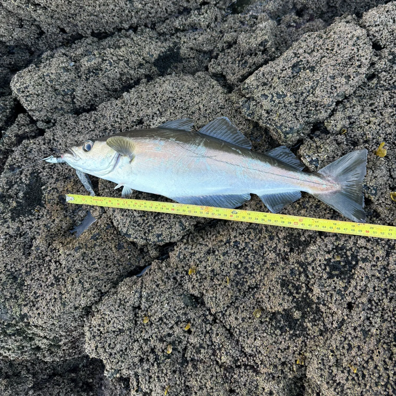 The most recent Pollack catches on Fishbrain