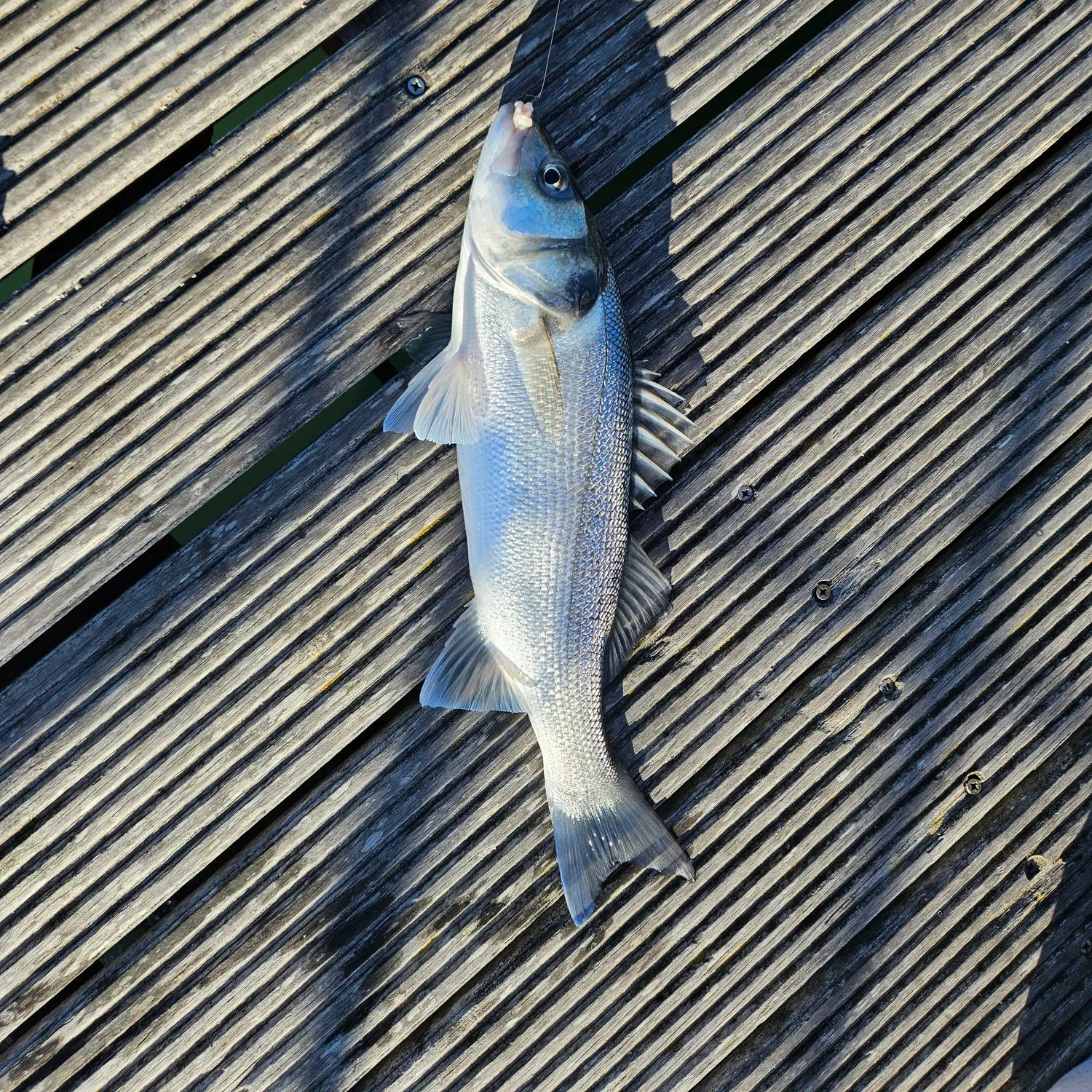 The most recent European seabass catches on Fishbrain