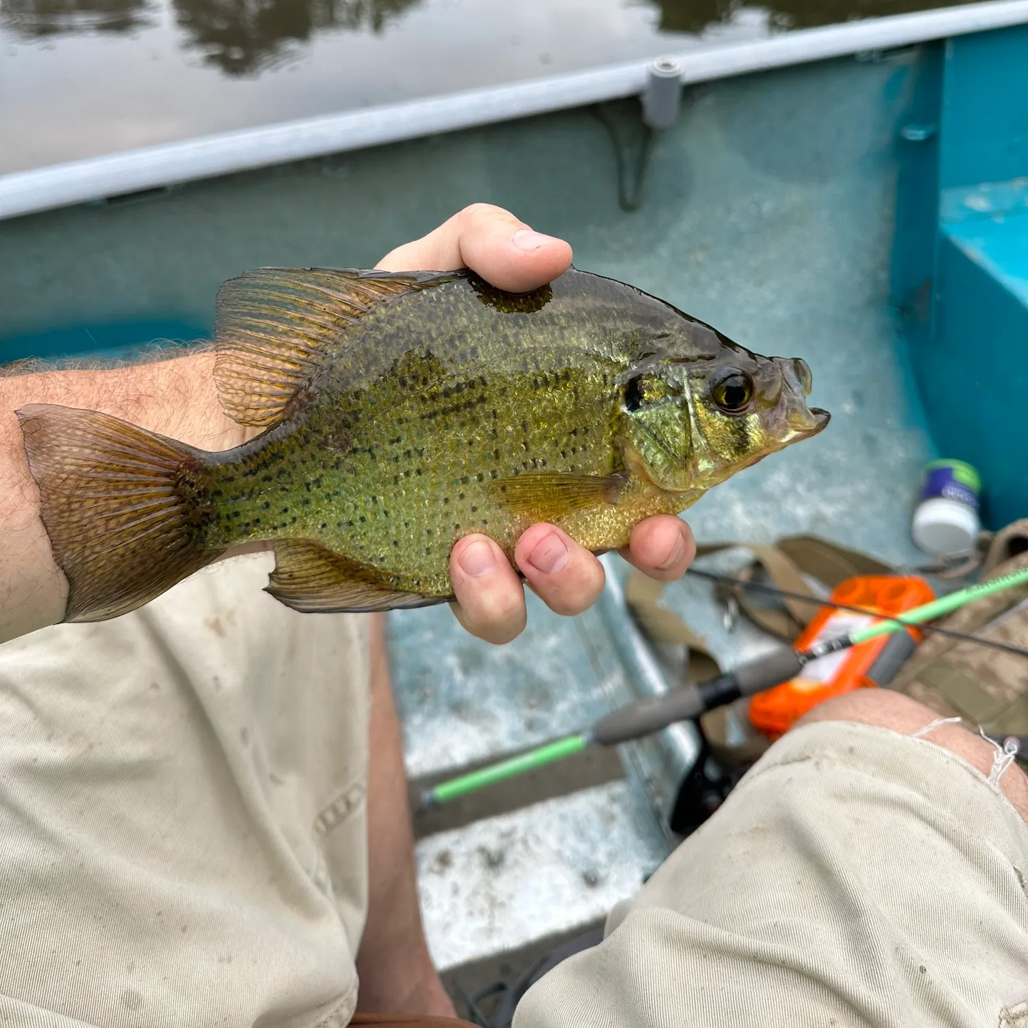 The most popular recent Flier catch on Fishbrain