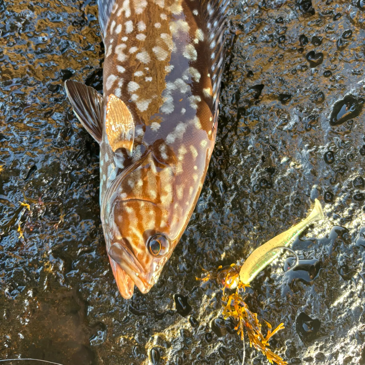 The most recent European seabass catches on Fishbrain