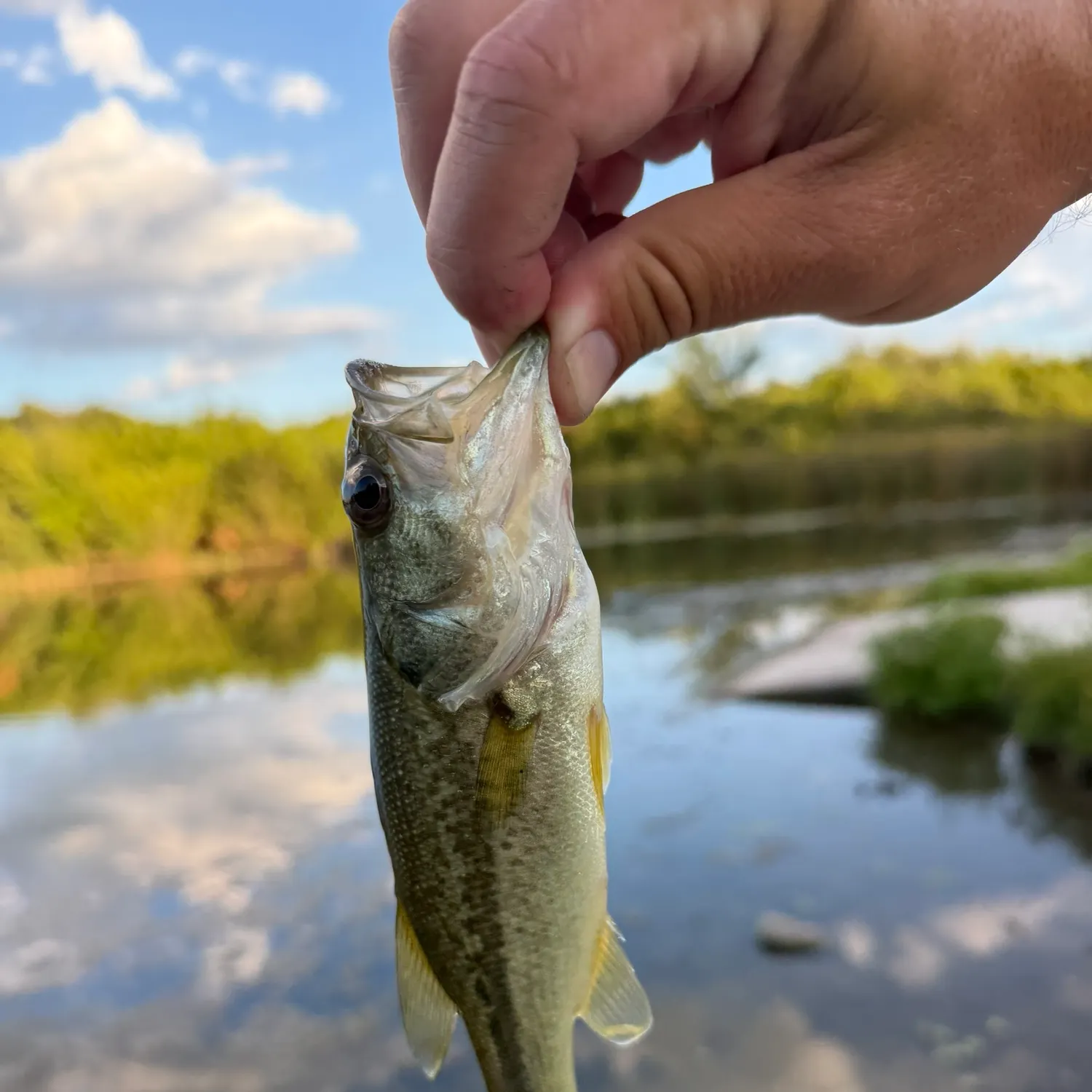 Largemouth bass caught on Fishbrain