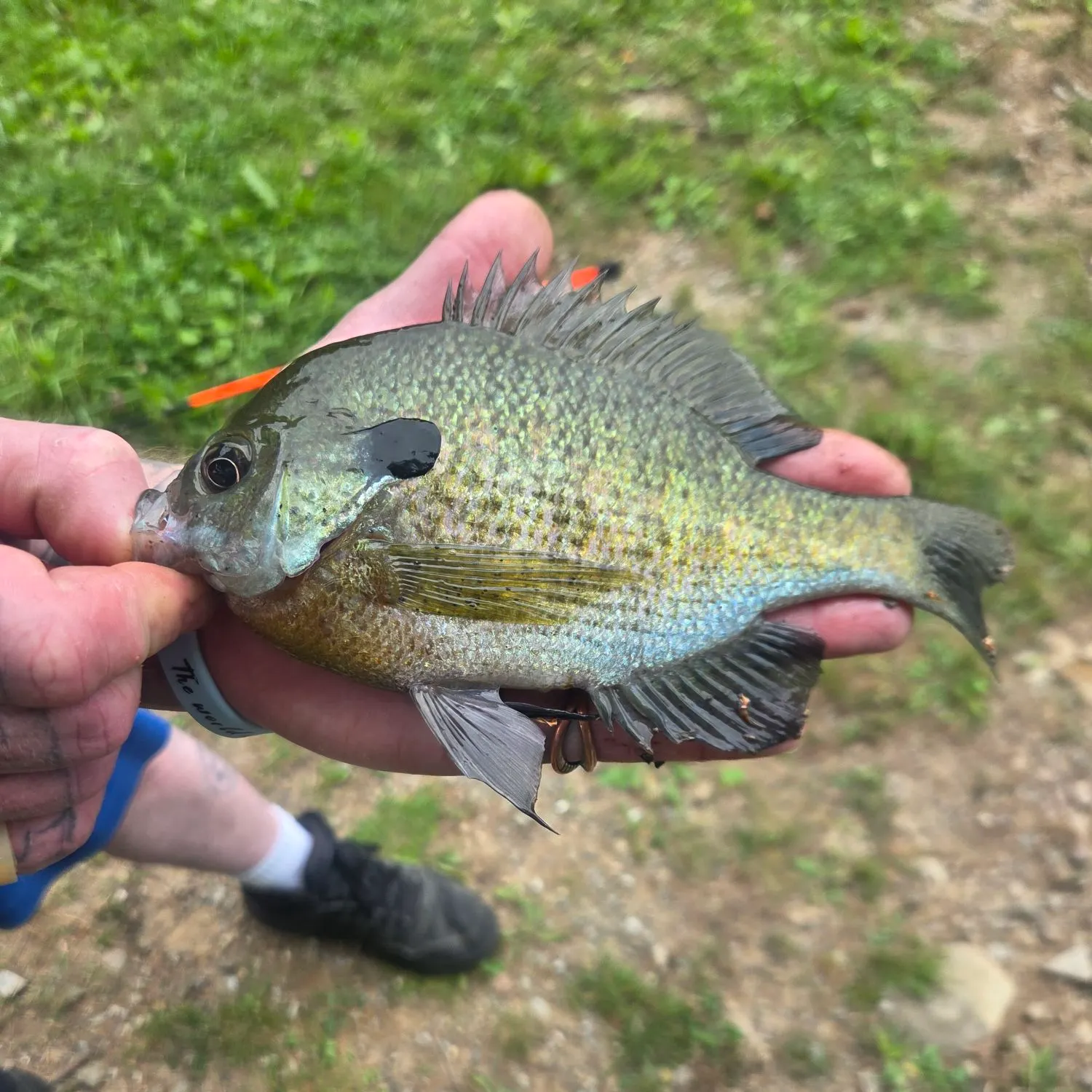 Bluegill caught on Fishbrain
