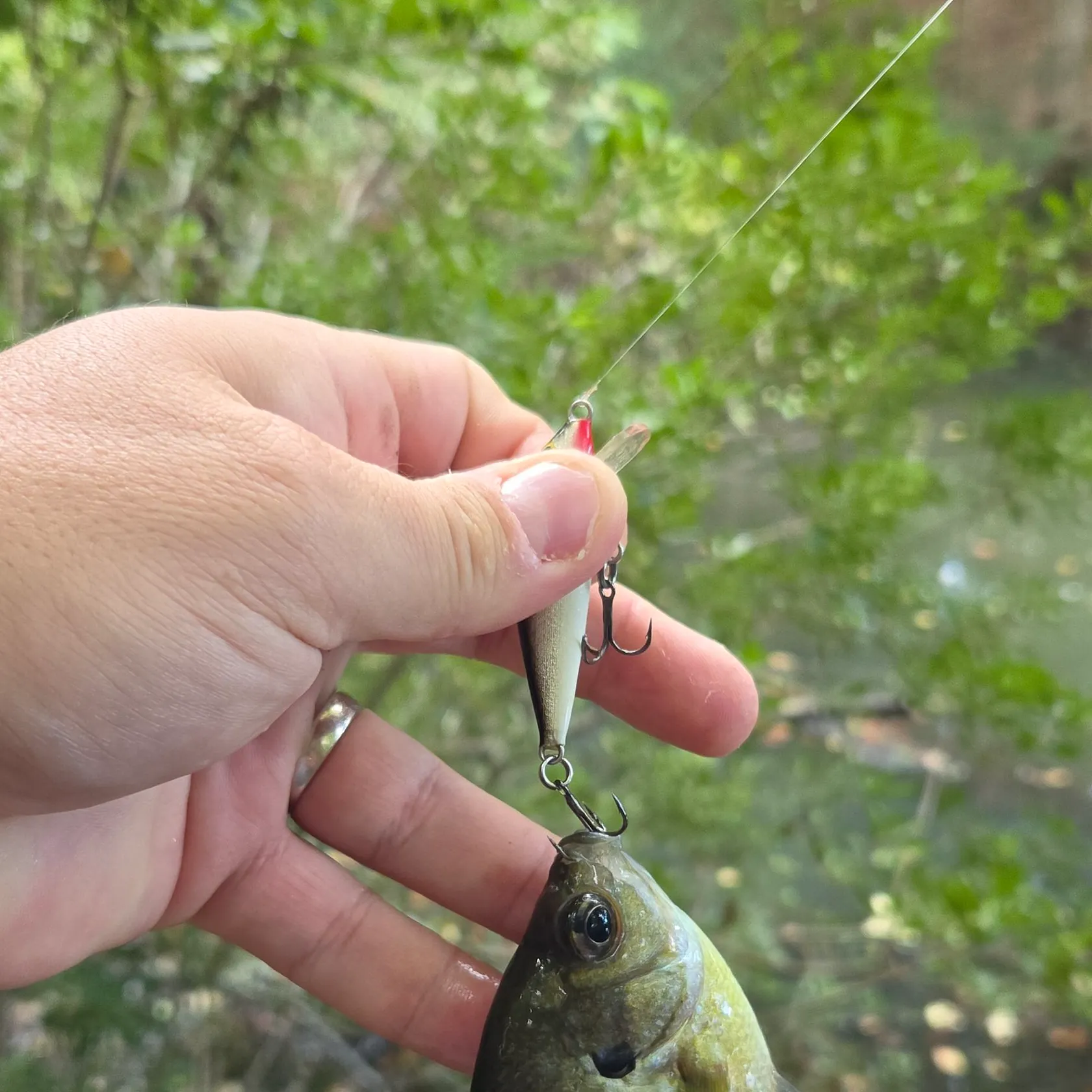 Bluegill caught on Fishbrain