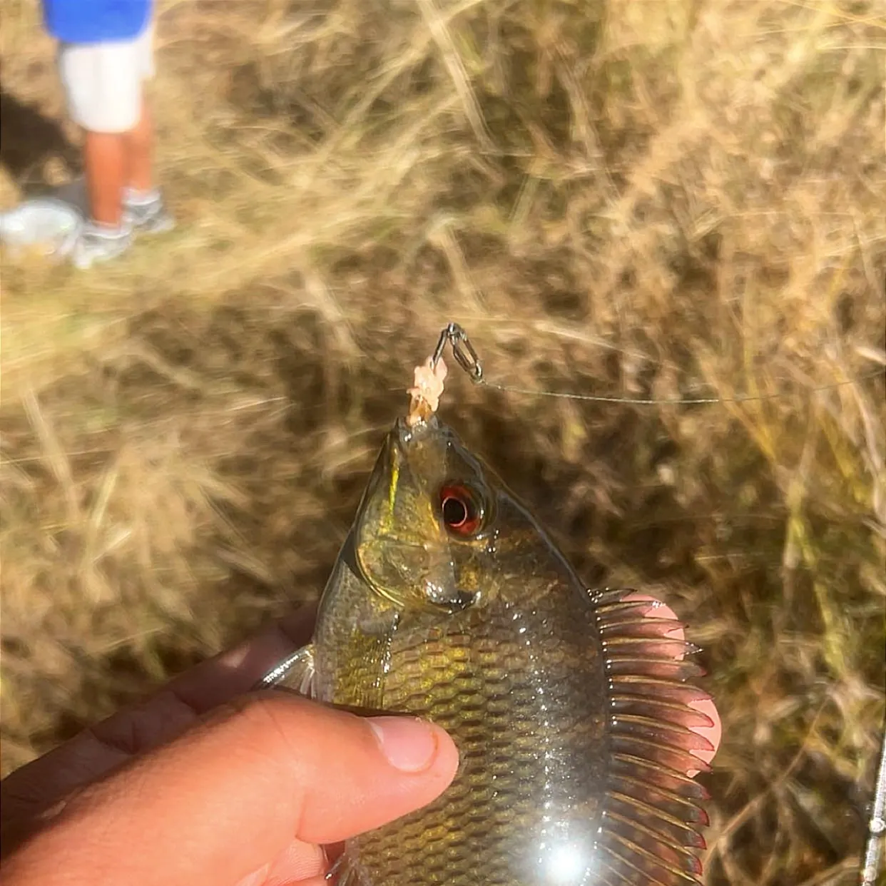 Spotted tilapia caught on Fishbrain