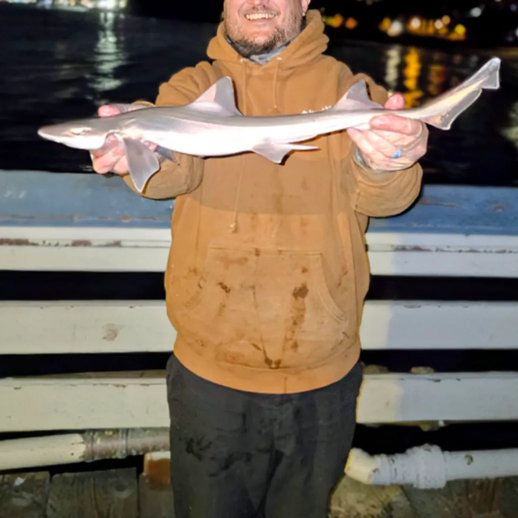 The most recent Grey smooth-hound catches on Fishbrain