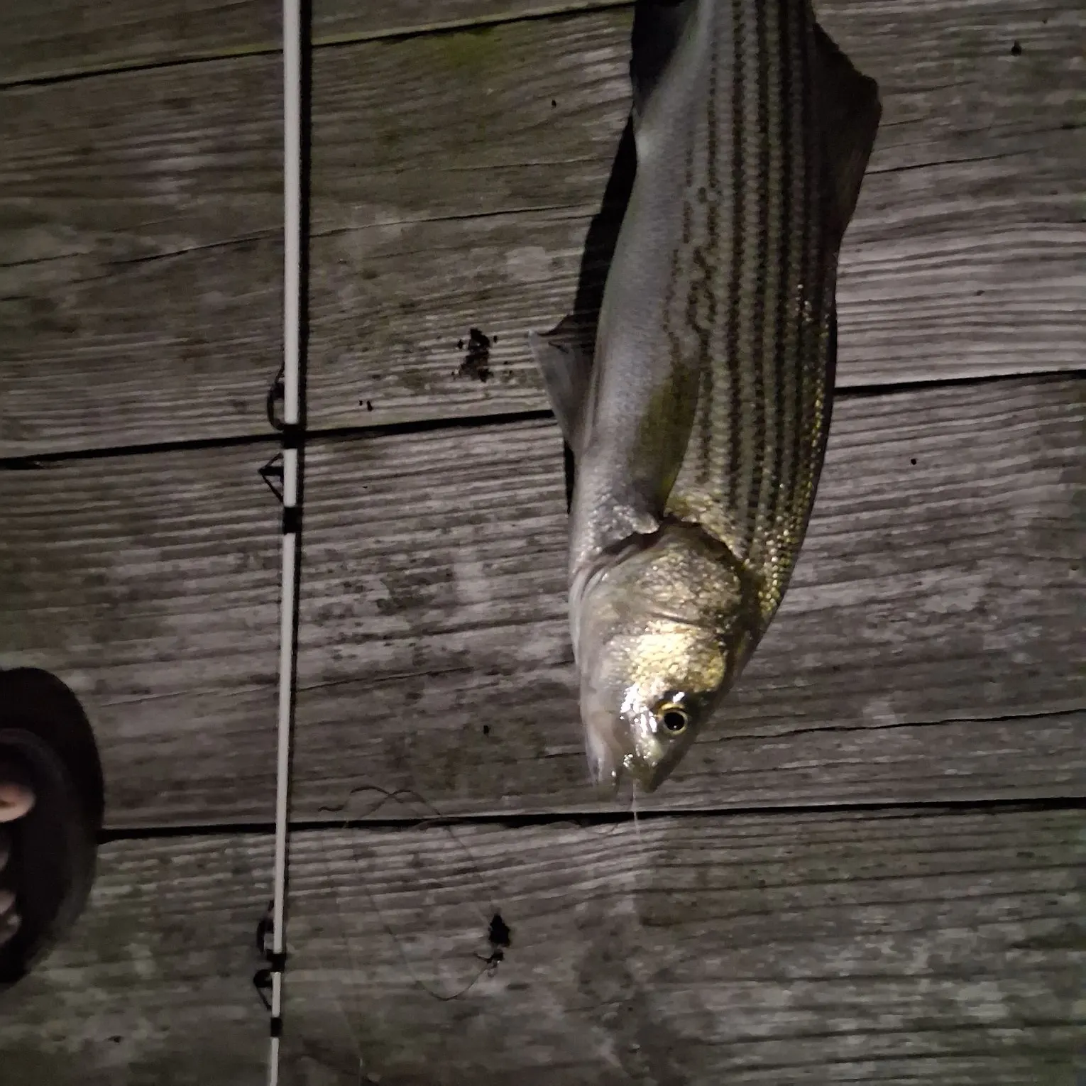 Striped bass caught on Fishbrain