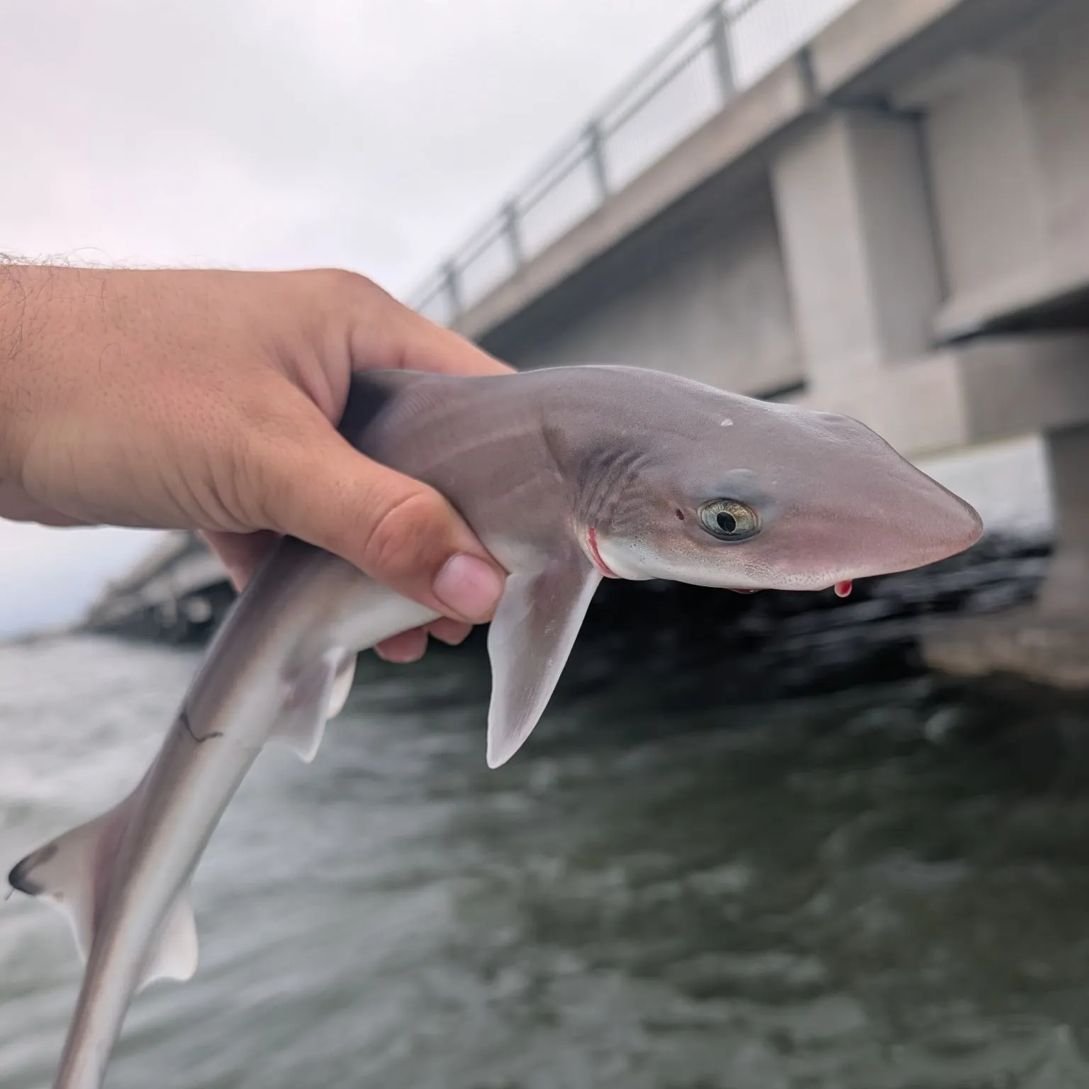 Dusky smooth-hound caught on Fishbrain