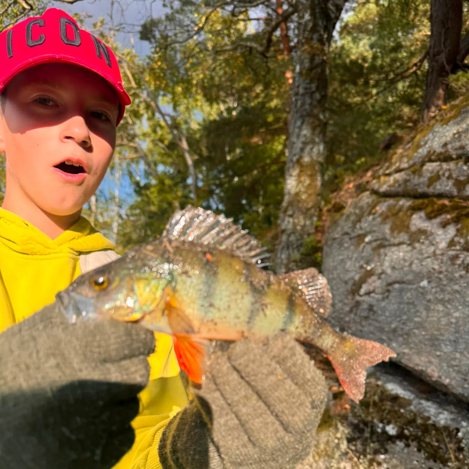 European perch caught on Fishbrain