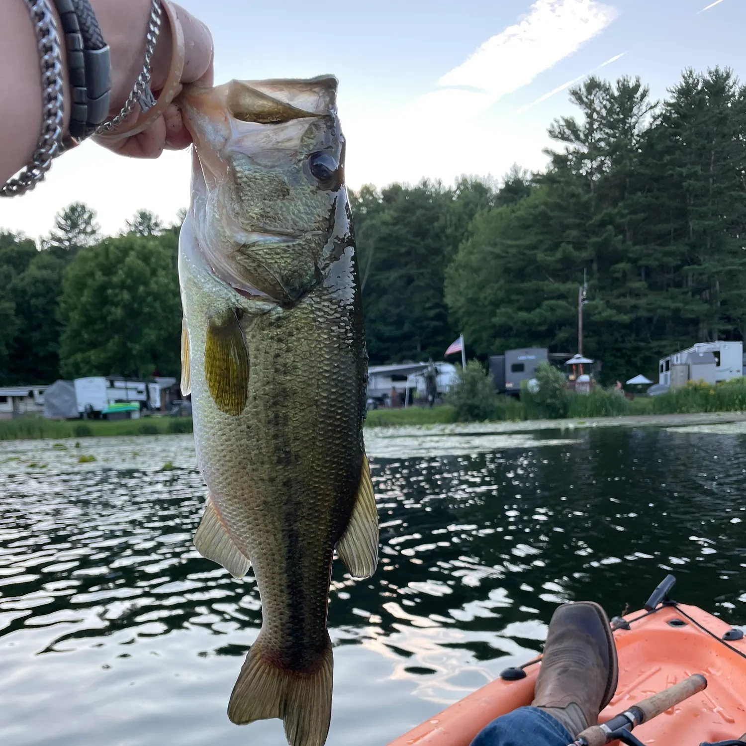 Largemouth bass caught on Fishbrain