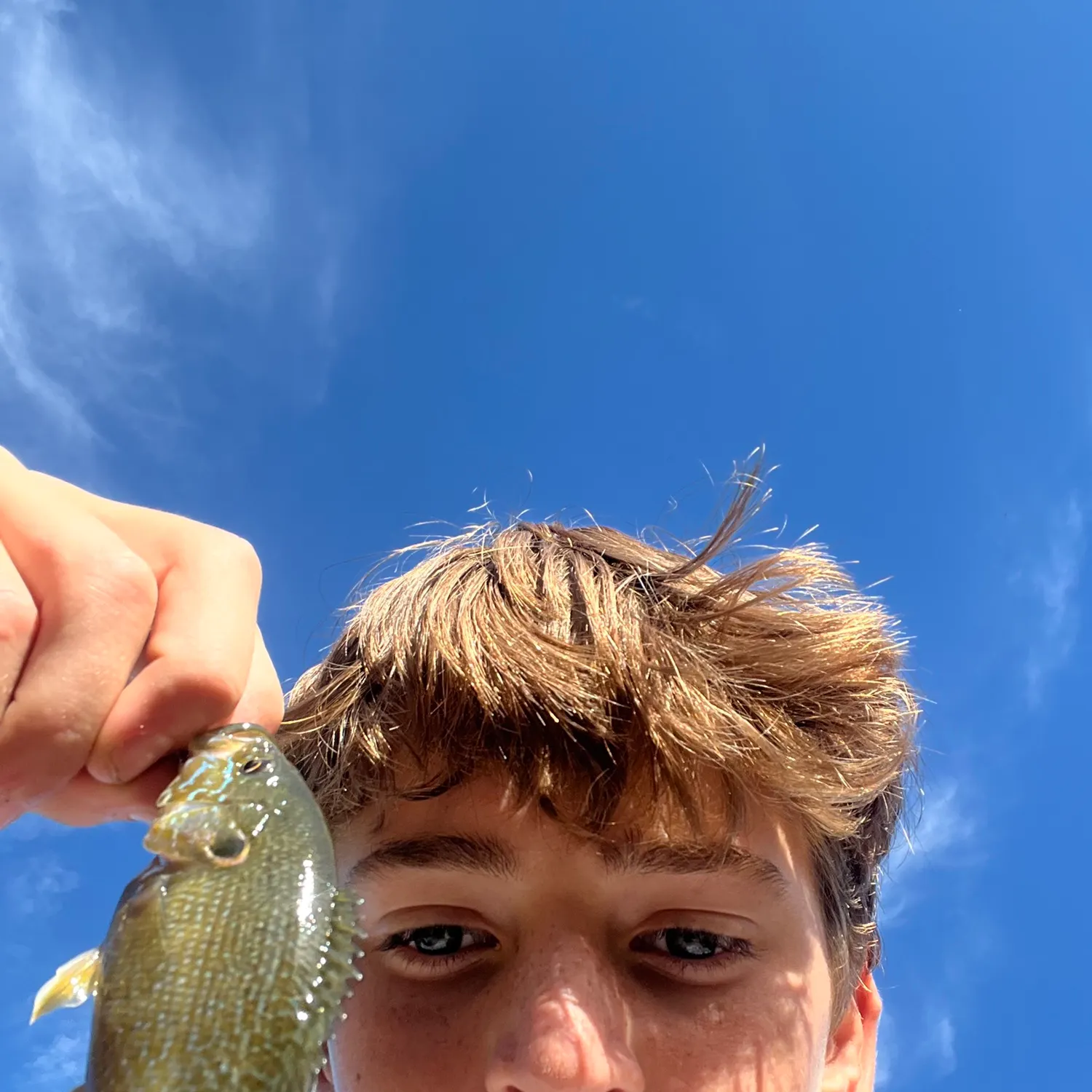 Green sunfish caught on Fishbrain