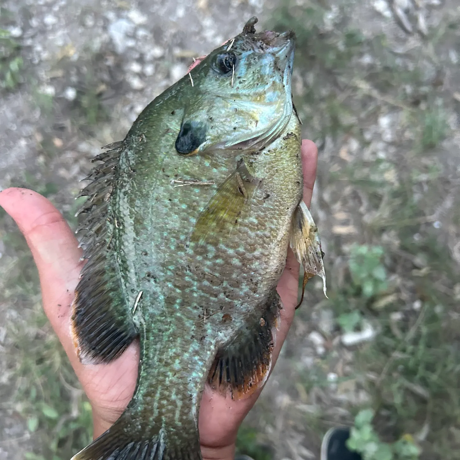 Greengill hybrid caught on Fishbrain
