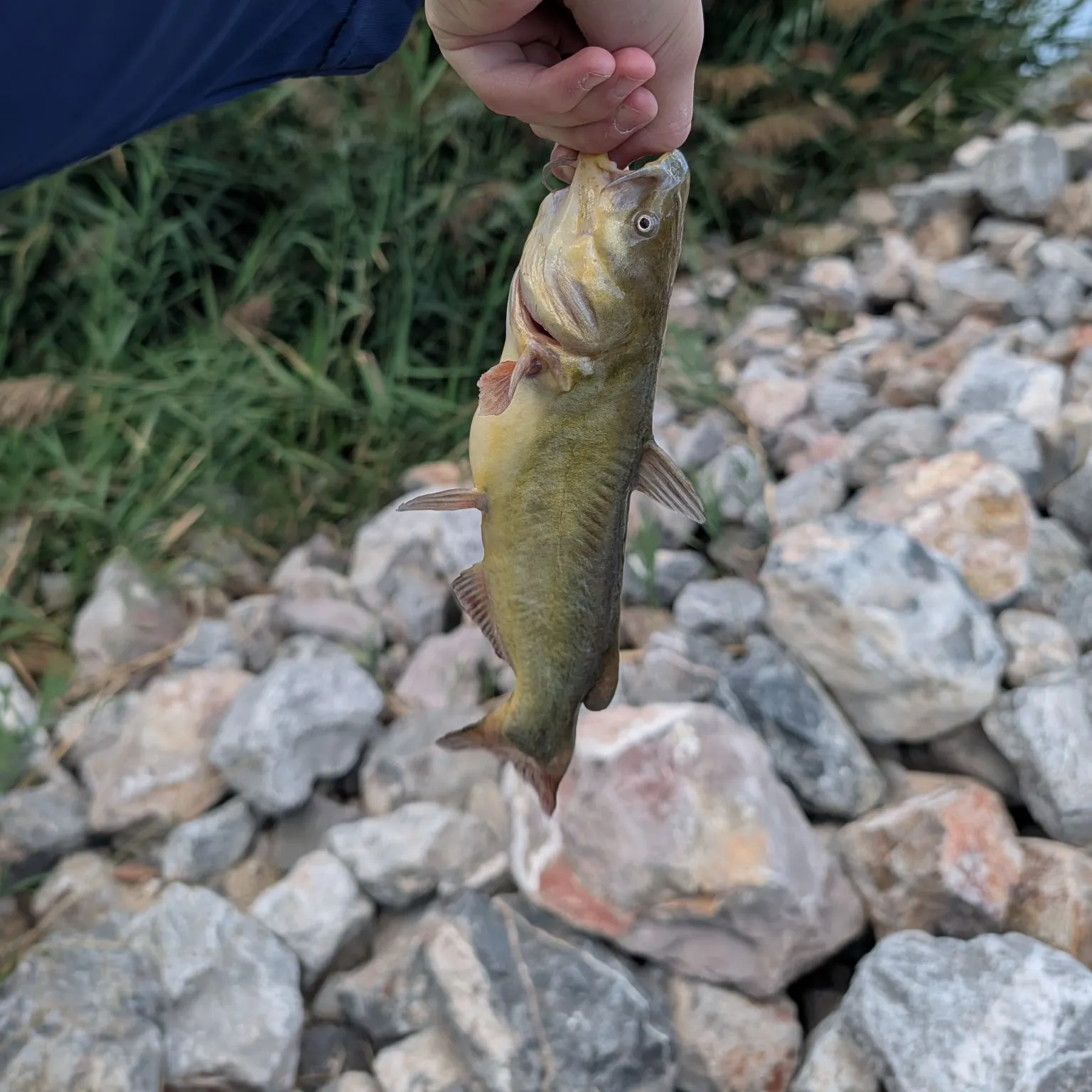 Black bullhead caught on Fishbrain