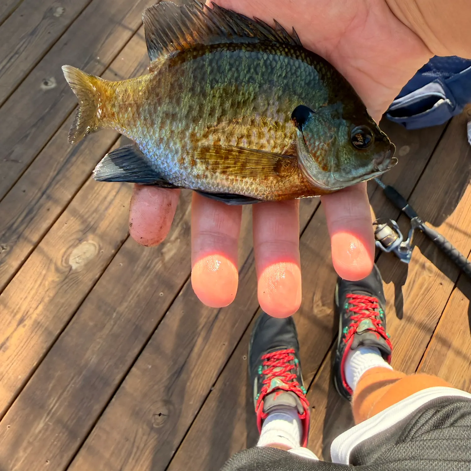 Bluegill caught on Fishbrain