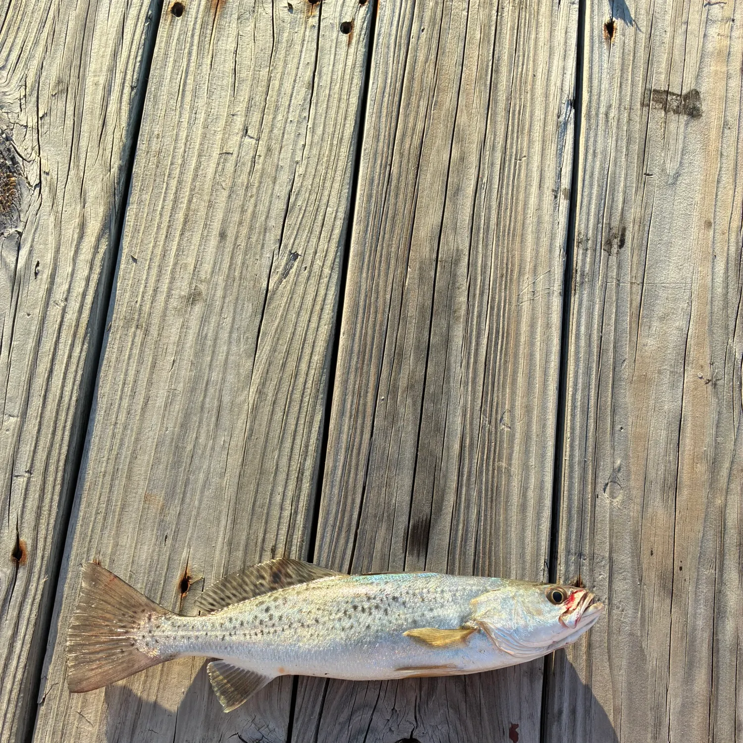 Spotted seatrout caught on Fishbrain