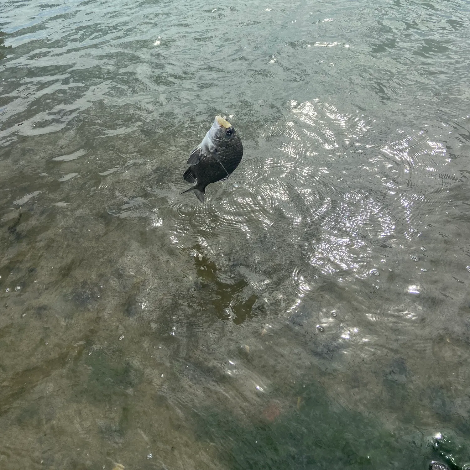 The most recent Picnic seabream catches on Fishbrain