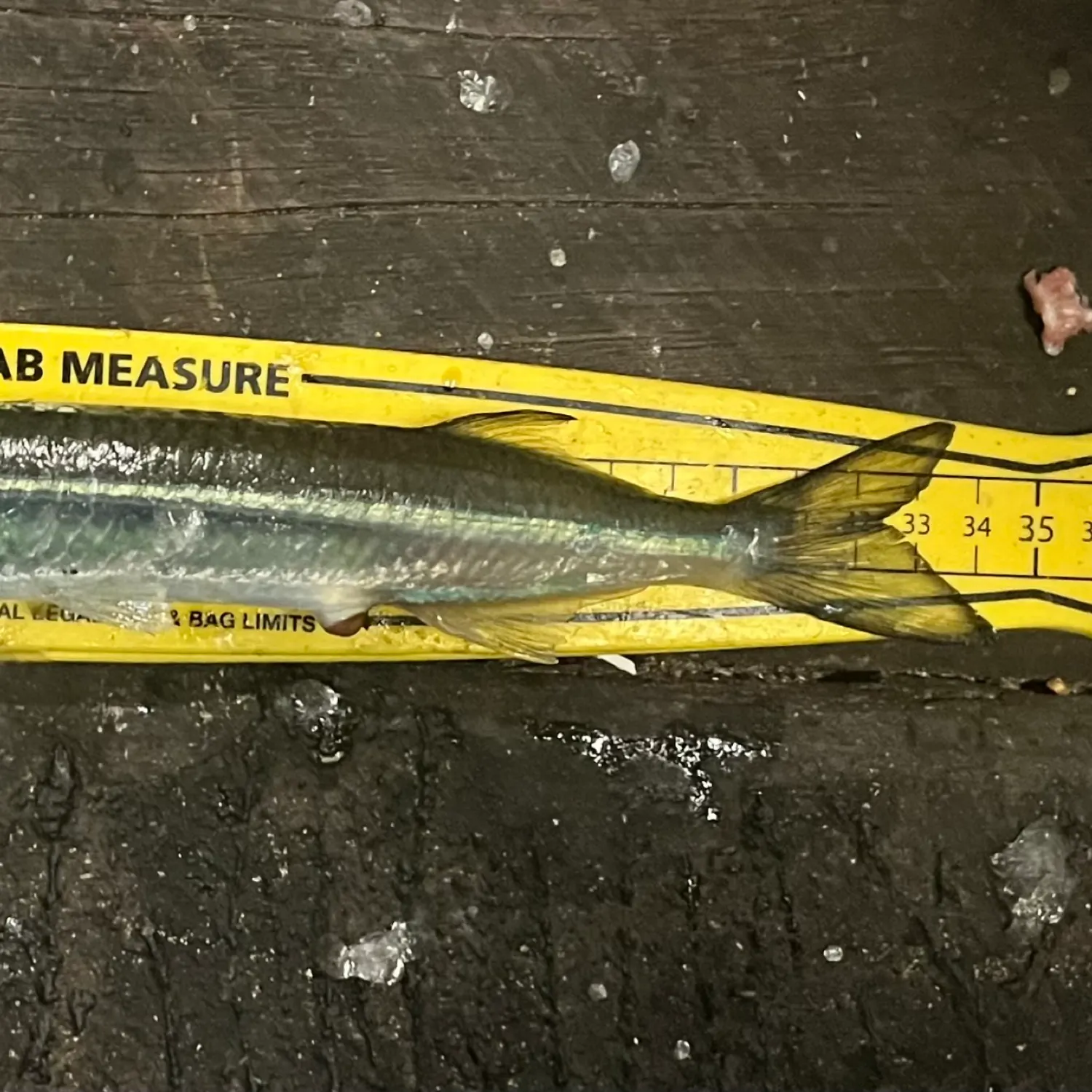 The most popular recent Eastern sea garfish catch on Fishbrain