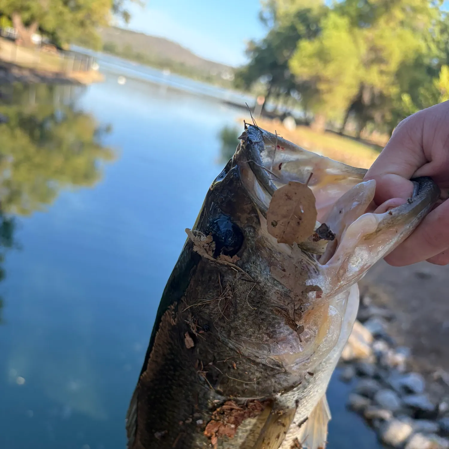 Fish caught on Fishbrain
