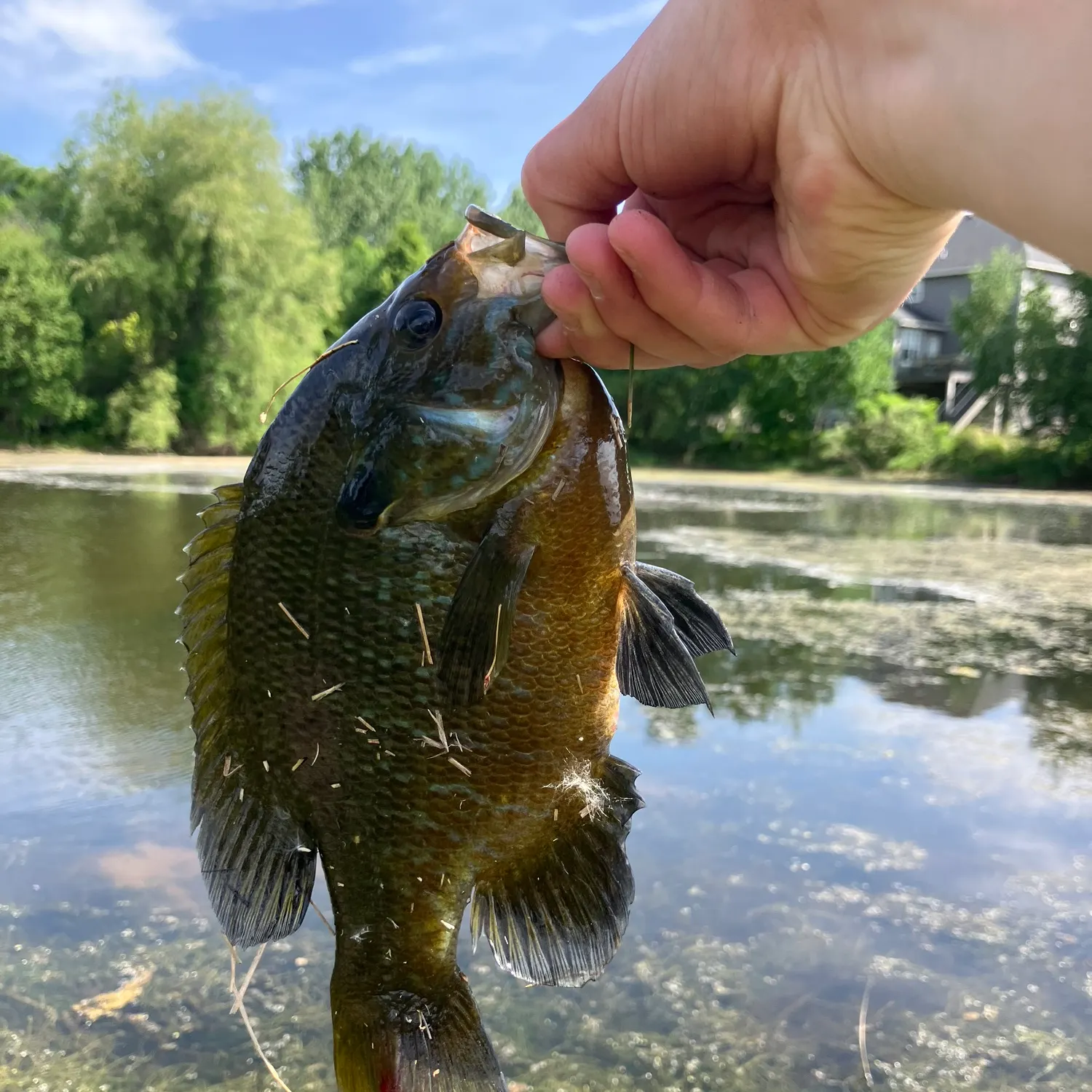 catch