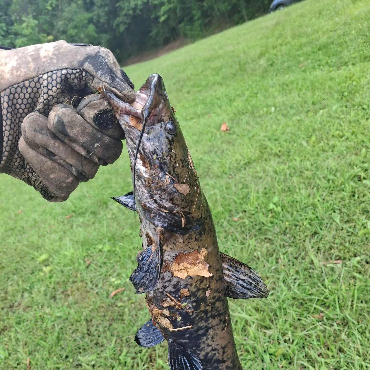 catch