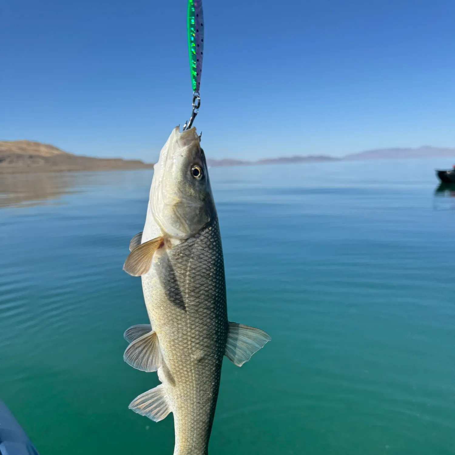 Tui chub caught on Fishbrain