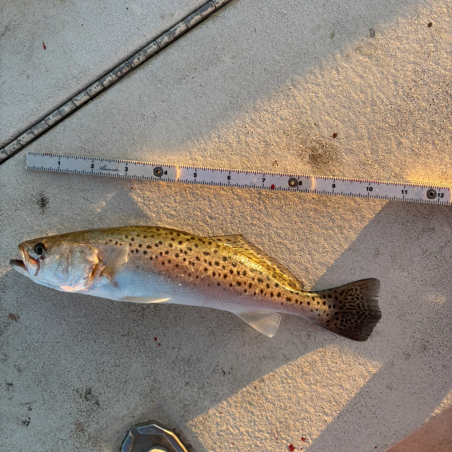 Spotted seatrout caught on Fishbrain