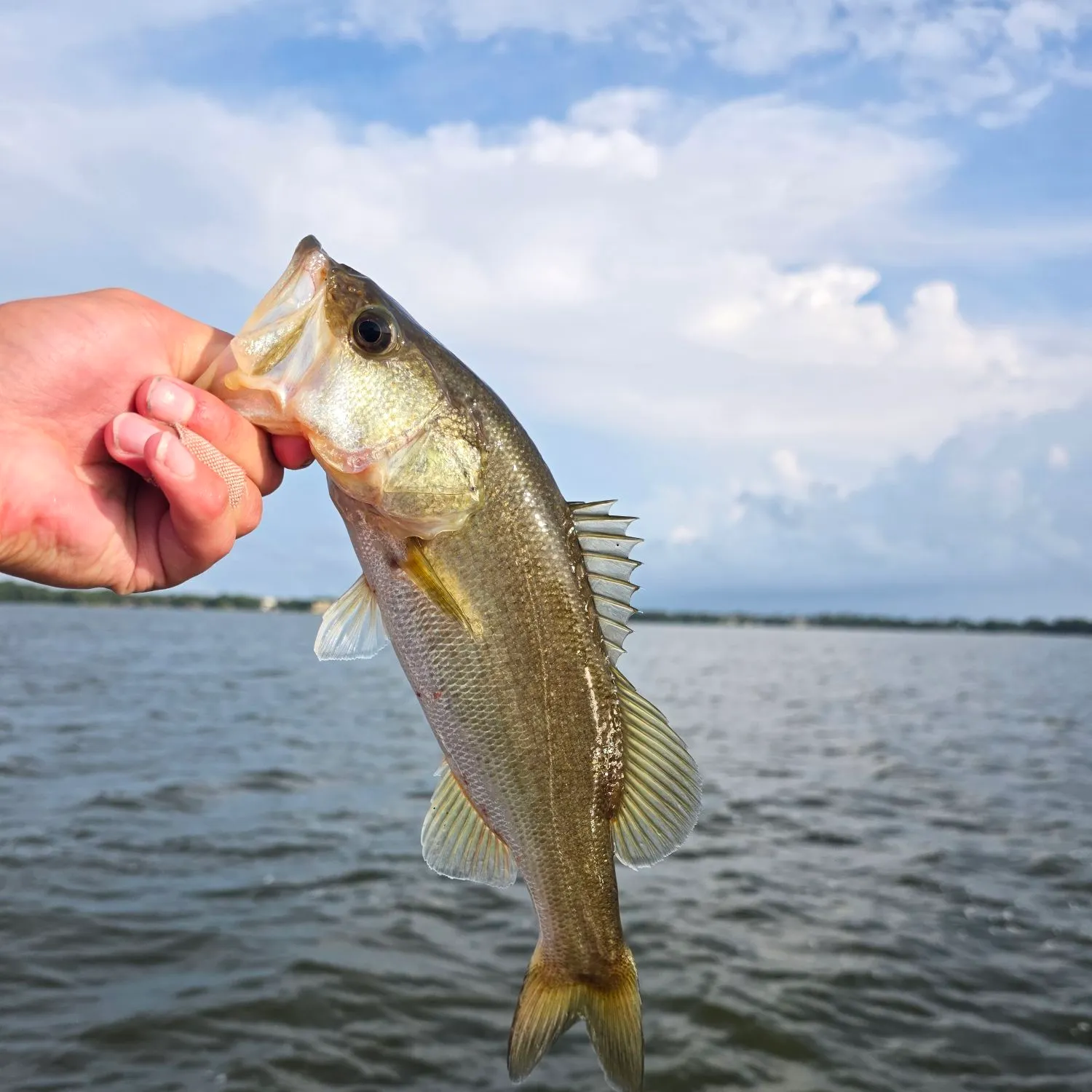 The most recent Florida bass catches on Fishbrain