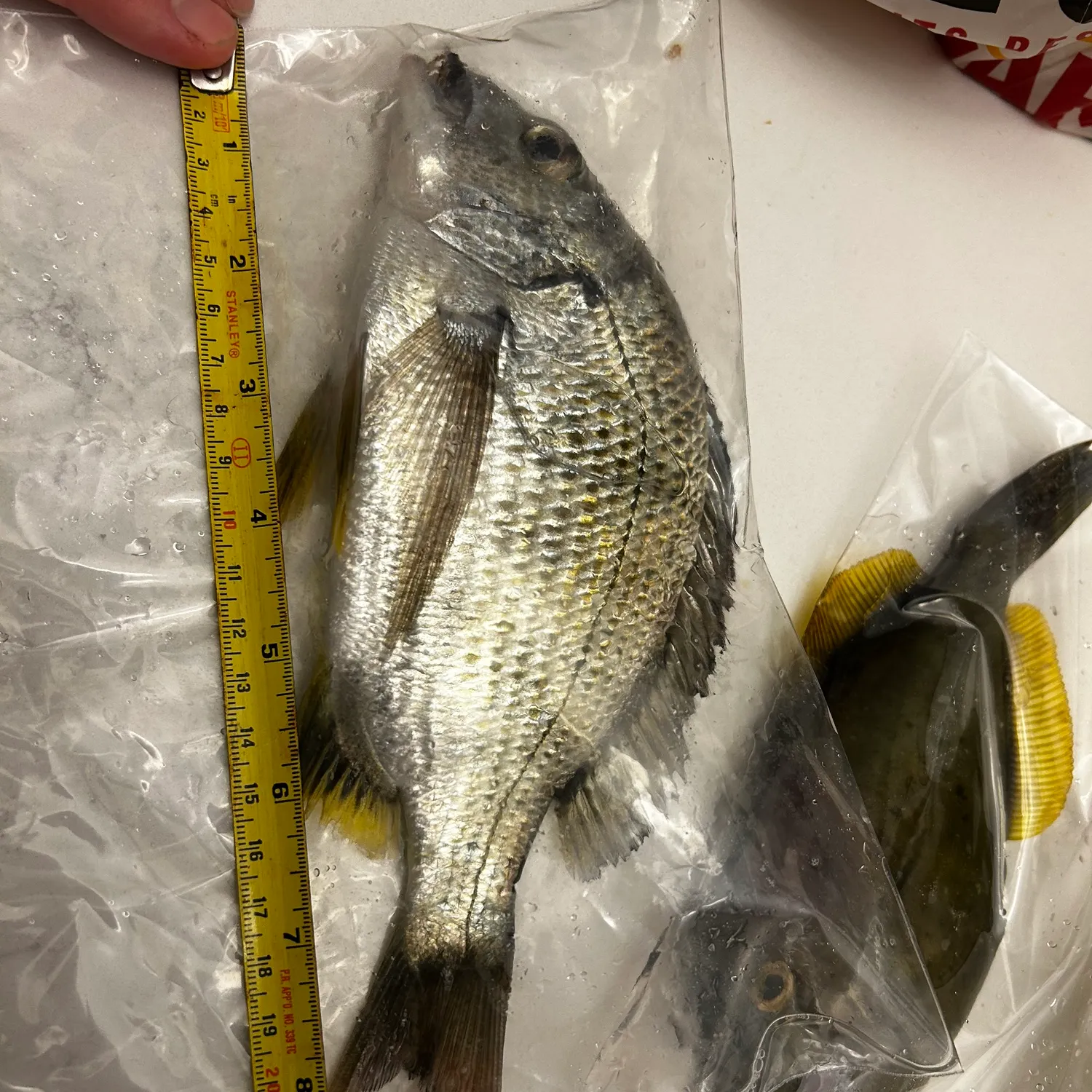 recently logged catches