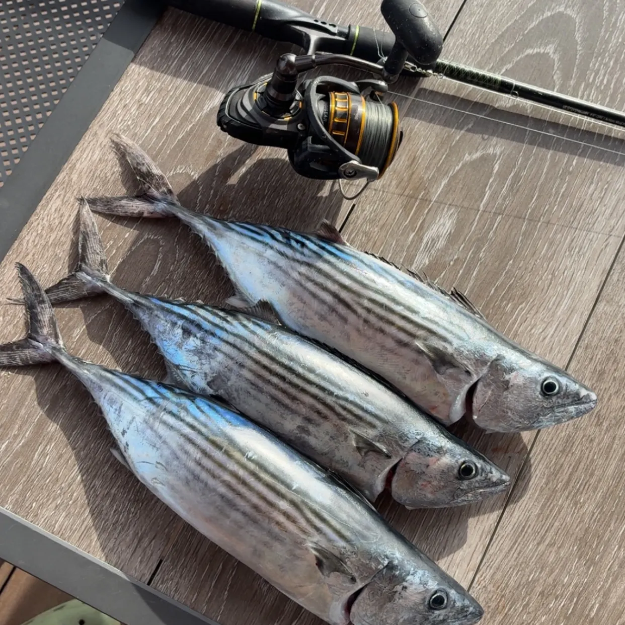 The most recent Australian bonito catches on Fishbrain