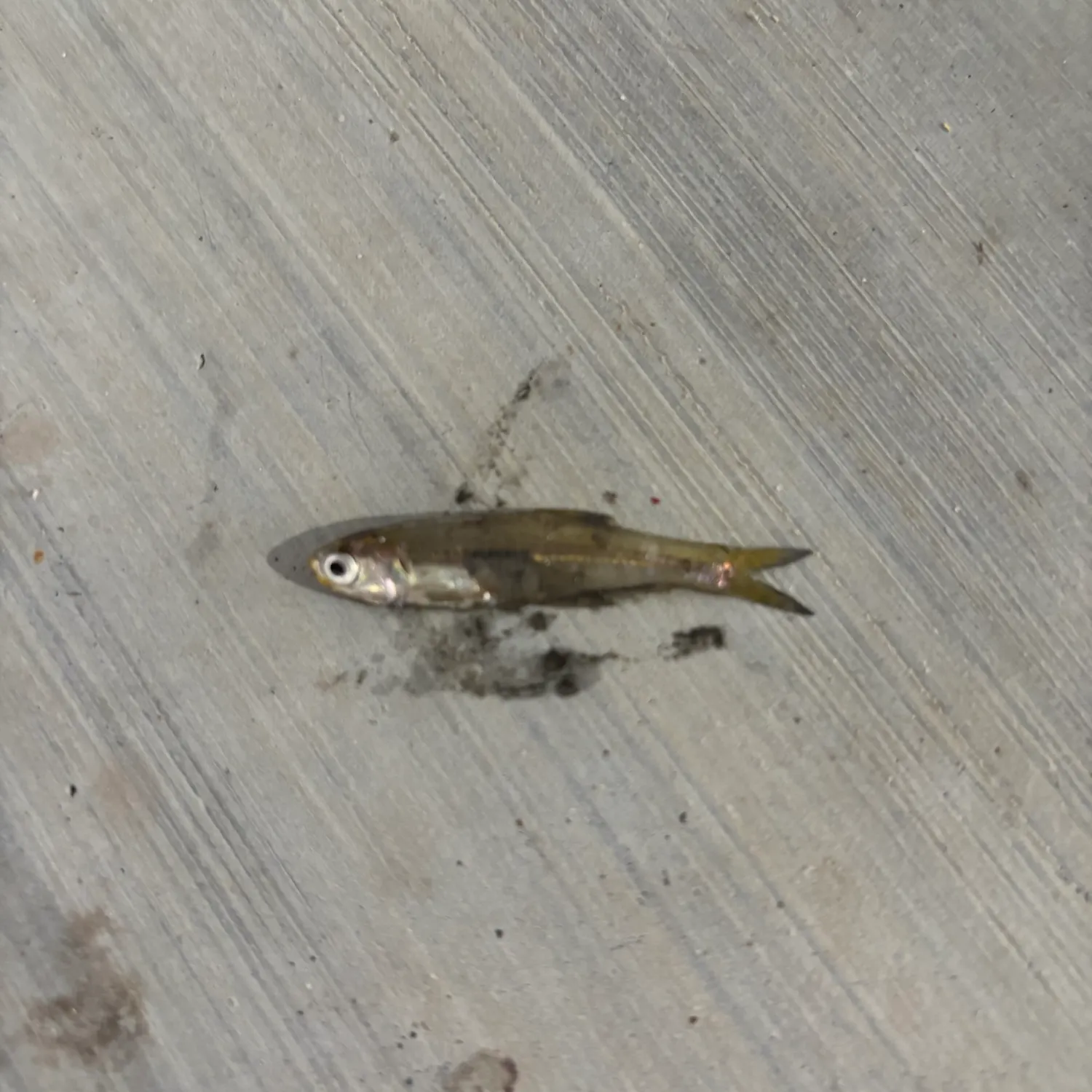 Broad-striped anchovy caught on Fishbrain