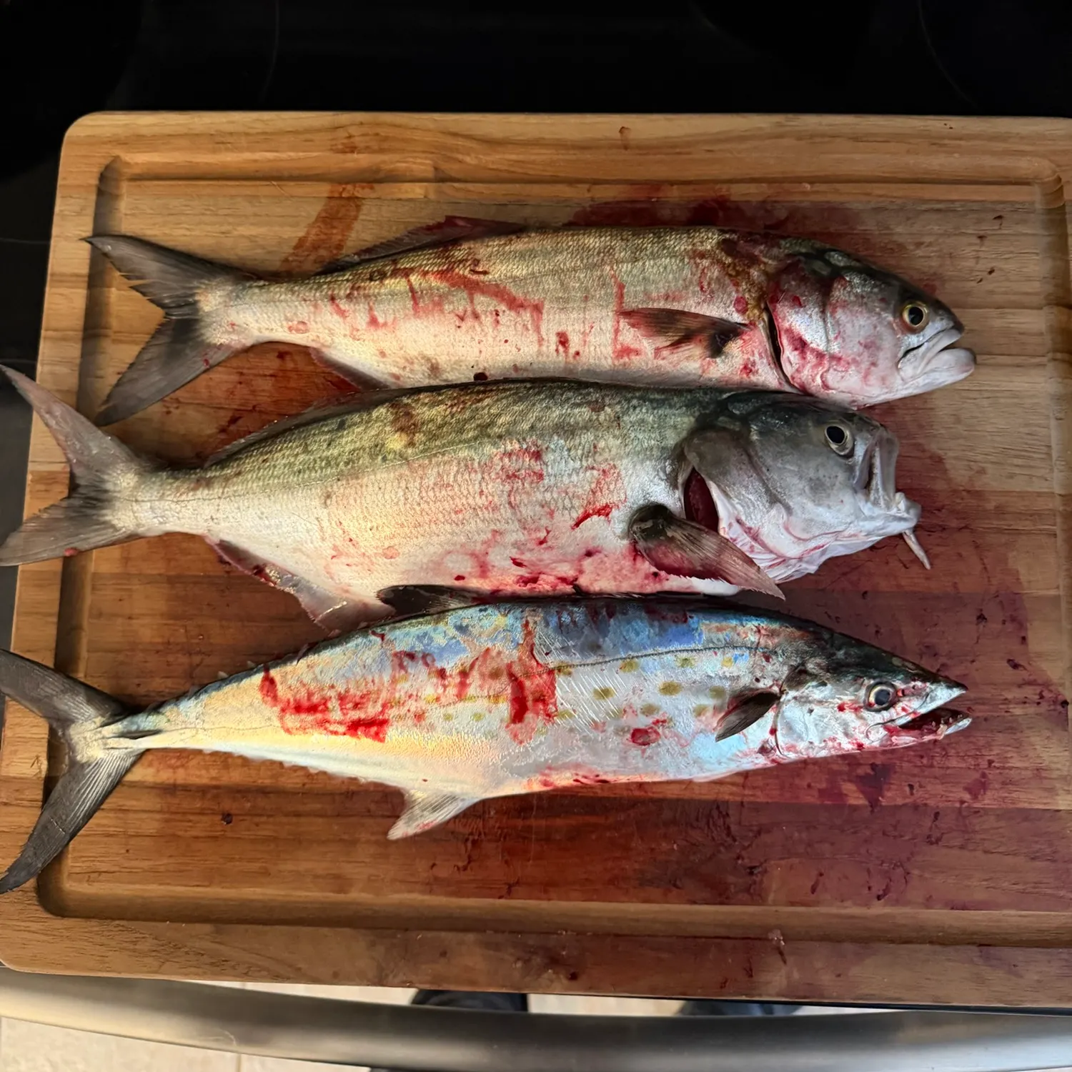 Spanish mackerel caught on Fishbrain