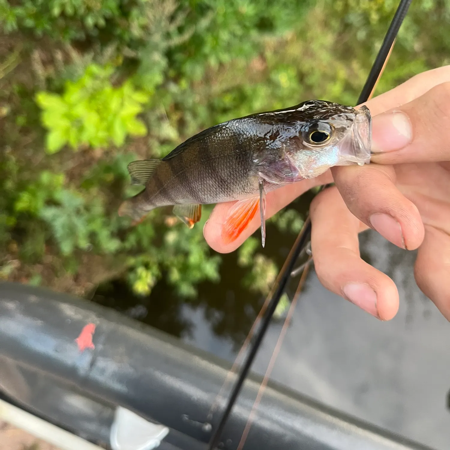 European perch caught on Fishbrain