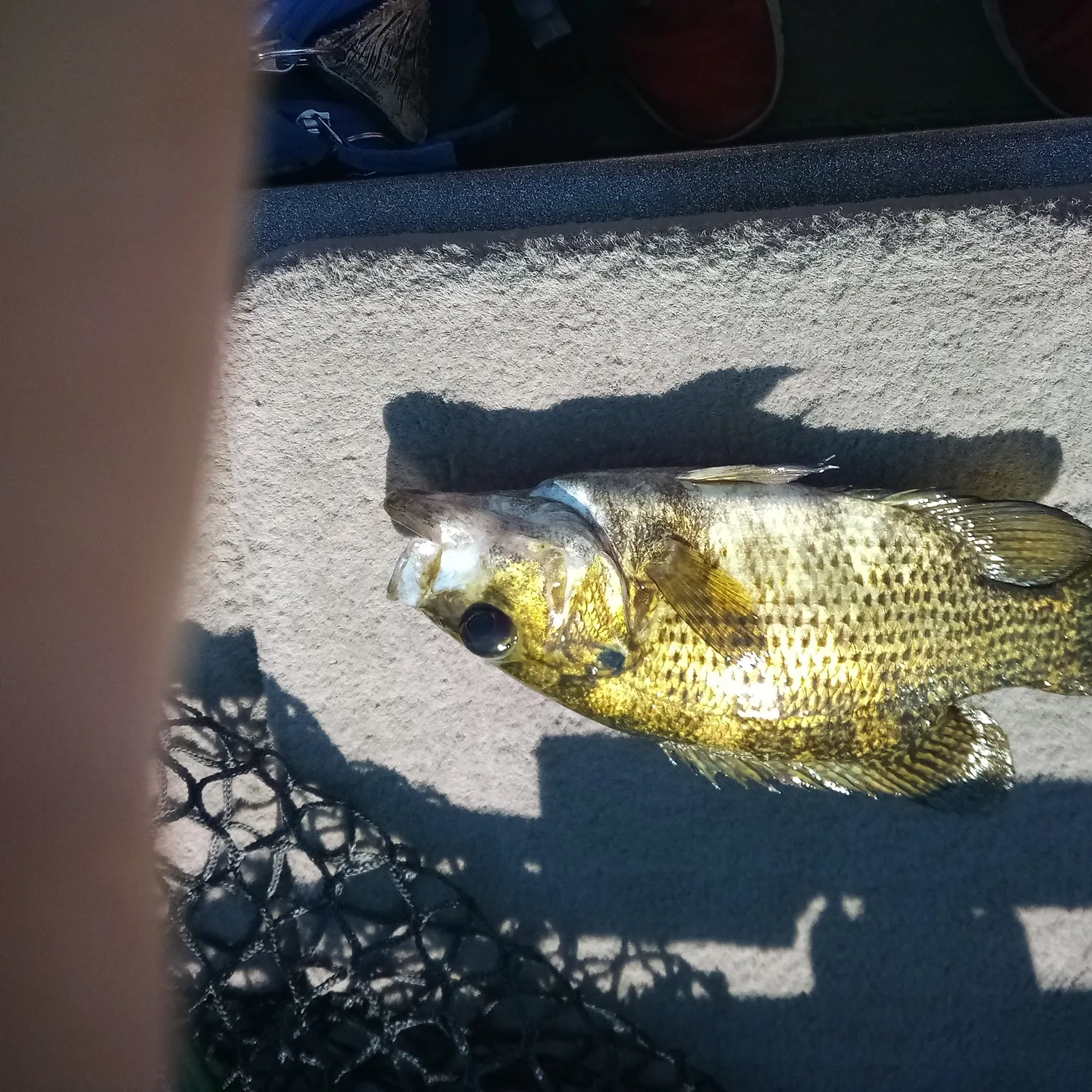 The most recent Rock bass catches on Fishbrain