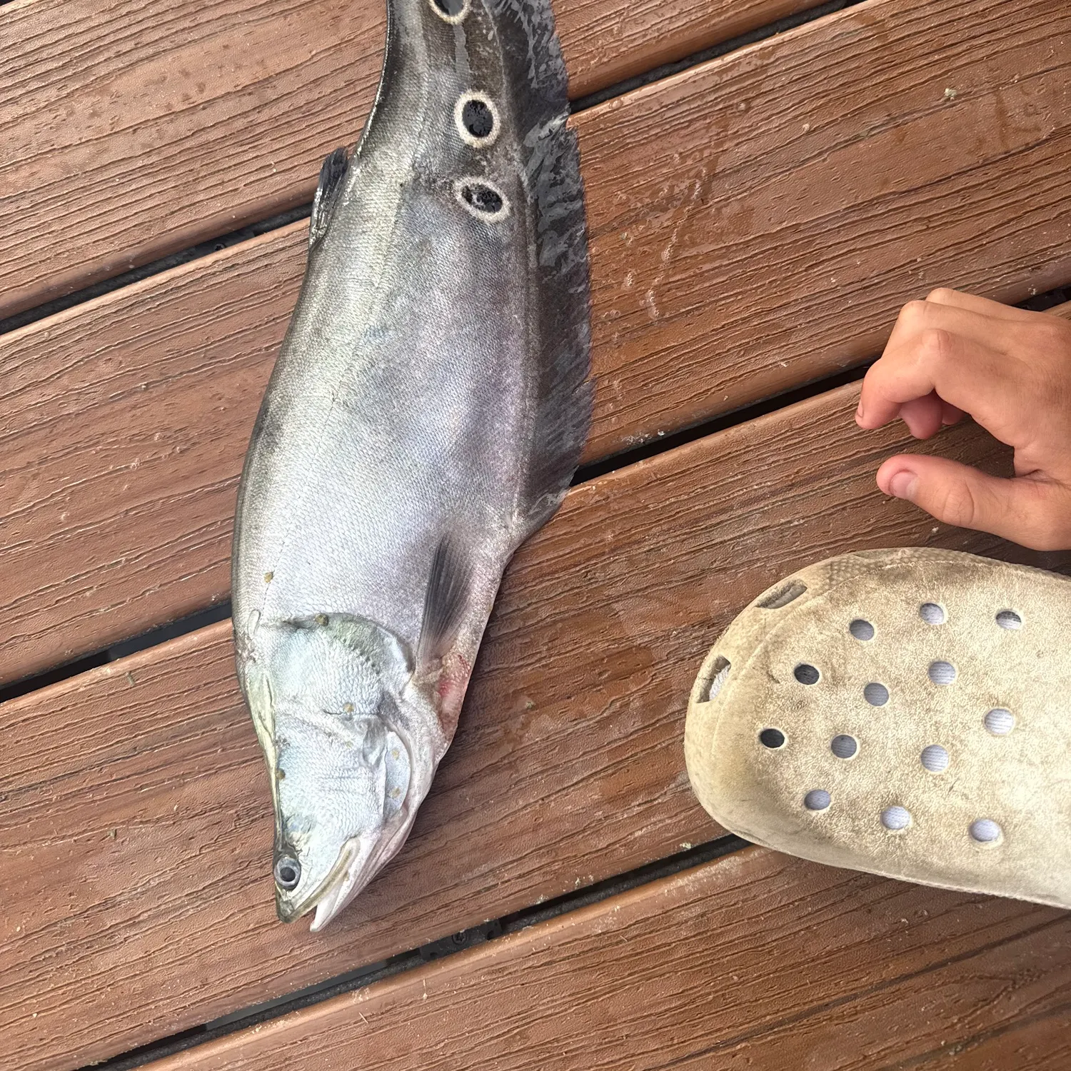 The most recent Clown knifefish catches on Fishbrain