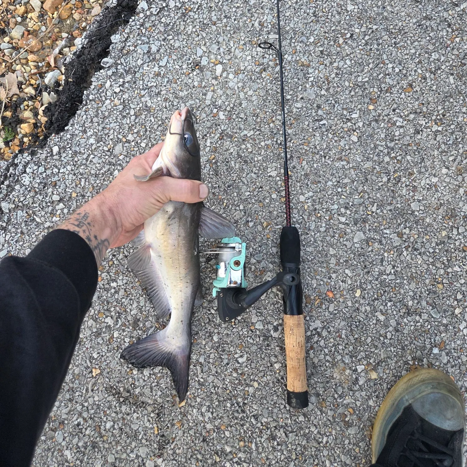 The most recent Channel catfish catches on Fishbrain