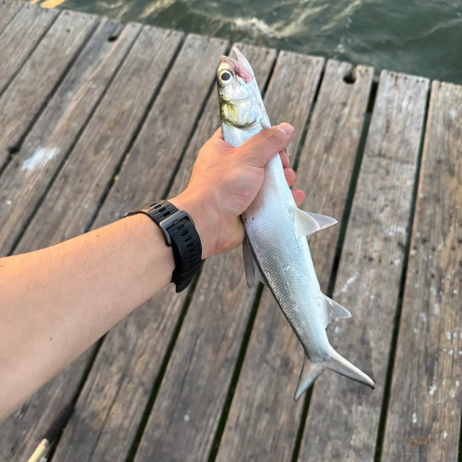 Ladyfish caught on Fishbrain